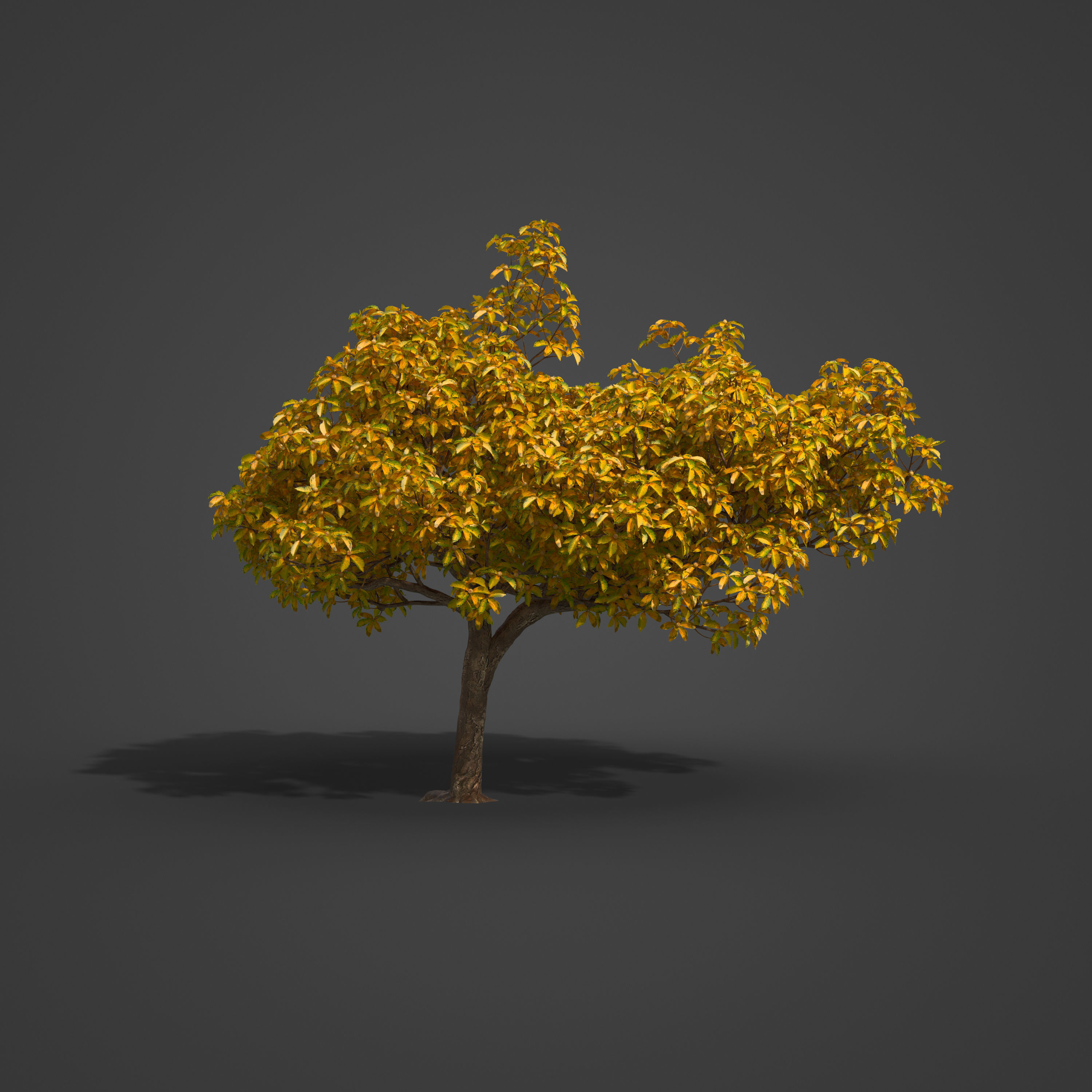 2021 PBR Medlar Collection - Mespilus Germanica 3D model_6