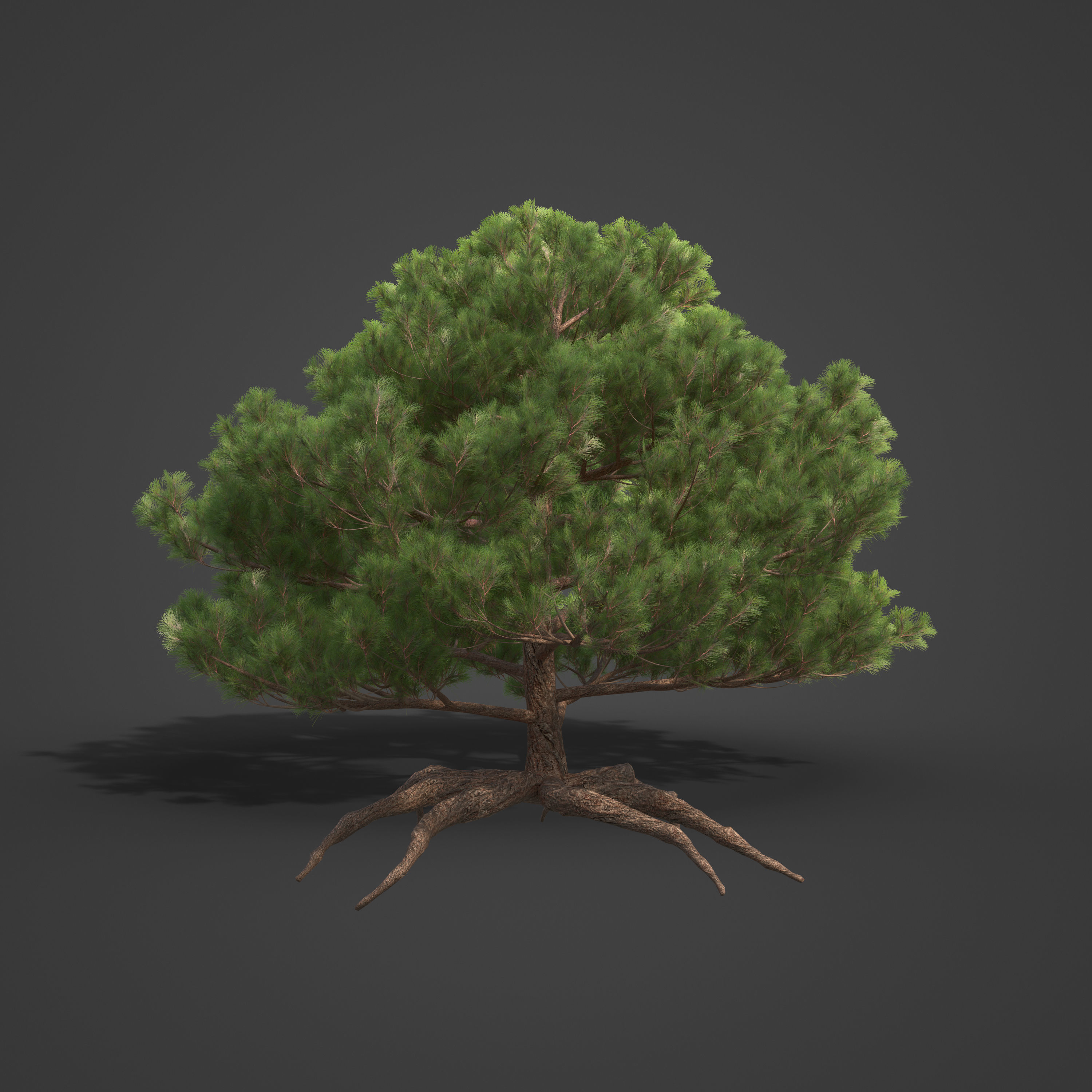 2021 PBR Sea Pine Collection - Pinus Pinaster 3D model_5