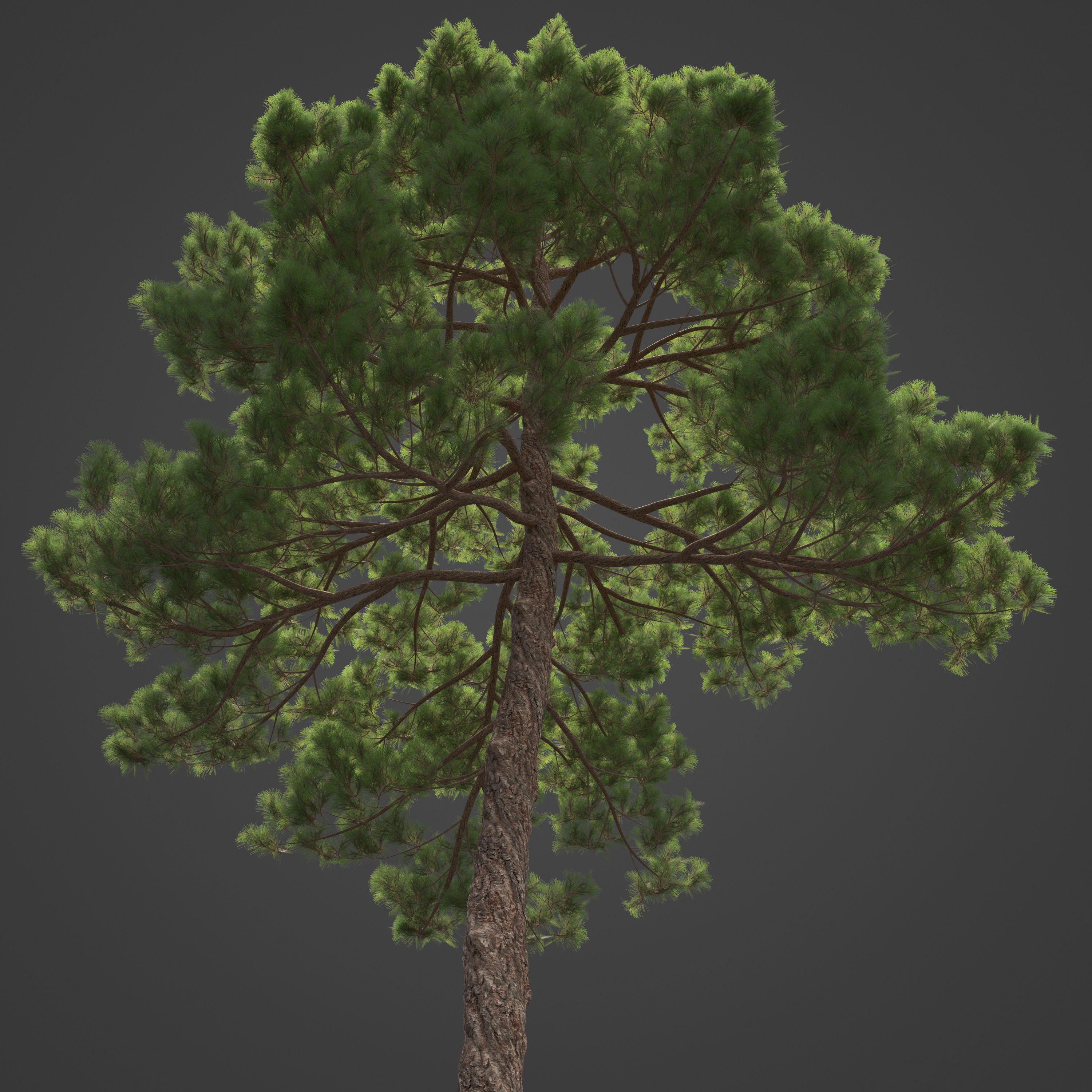 2021 PBR Sea Pine Collection - Pinus Pinaster 3D model_4