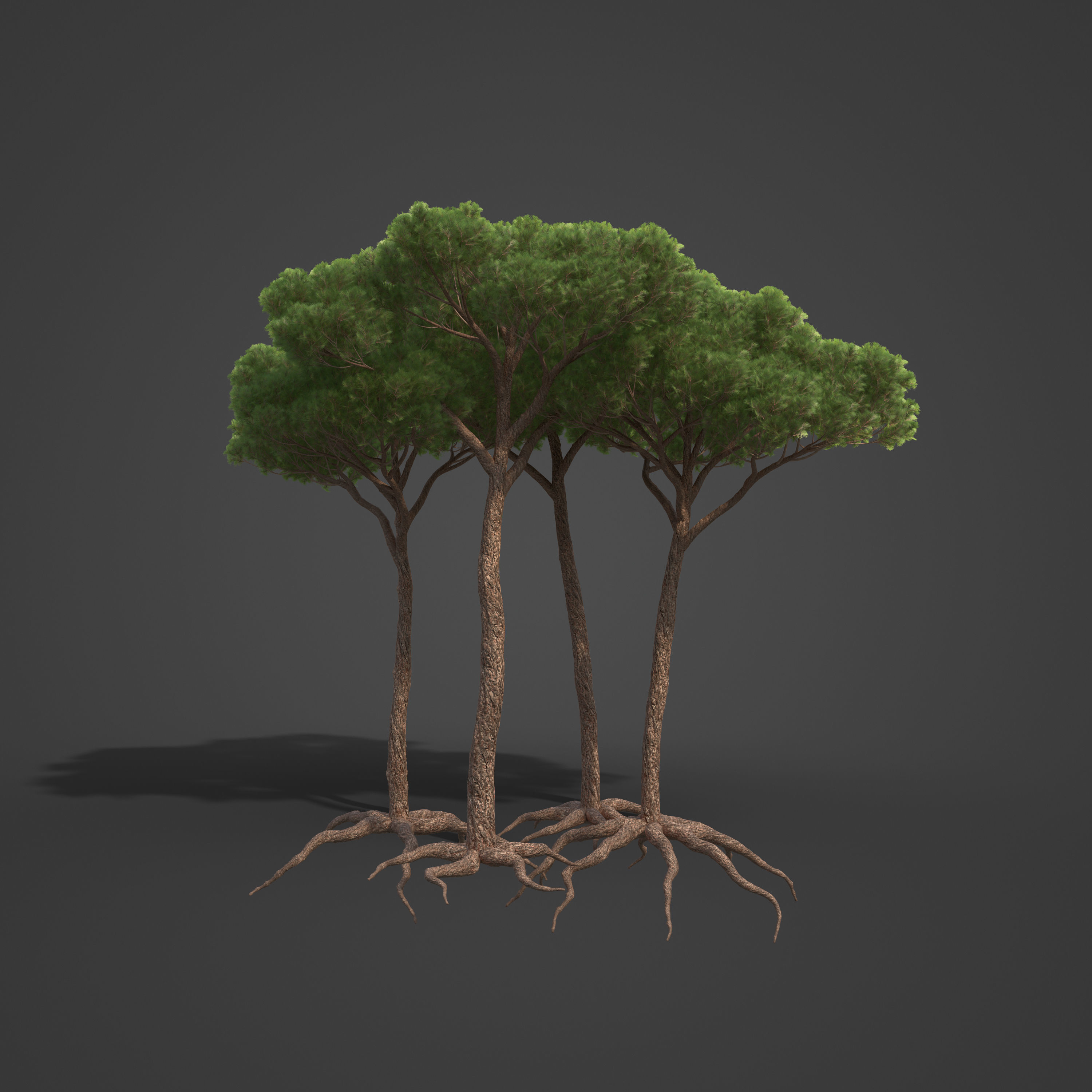 2021 PBR Sea Pine Collection - Pinus Pinaster 3D model_7