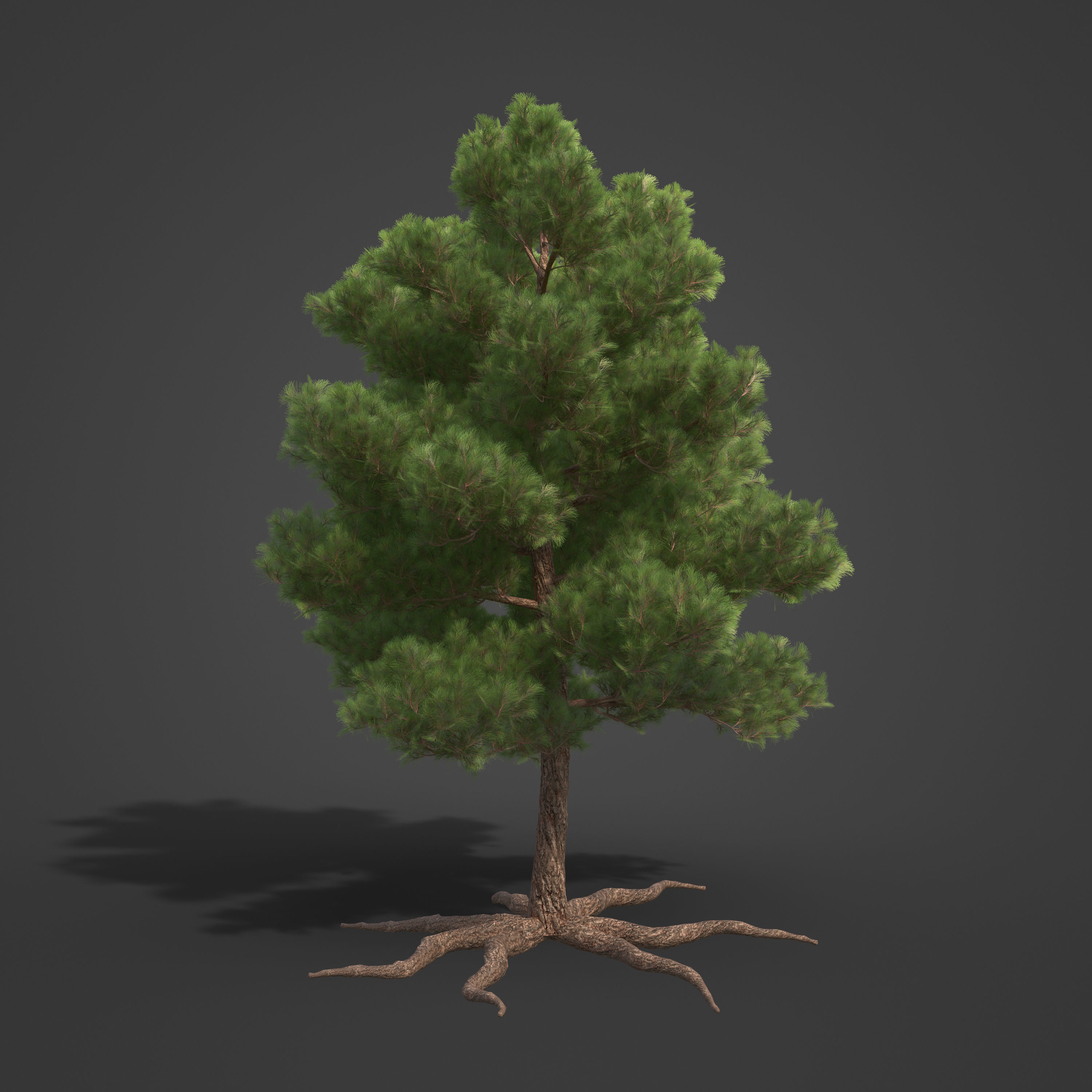 2021 PBR Sea Pine Collection - Pinus Pinaster 3D model_6