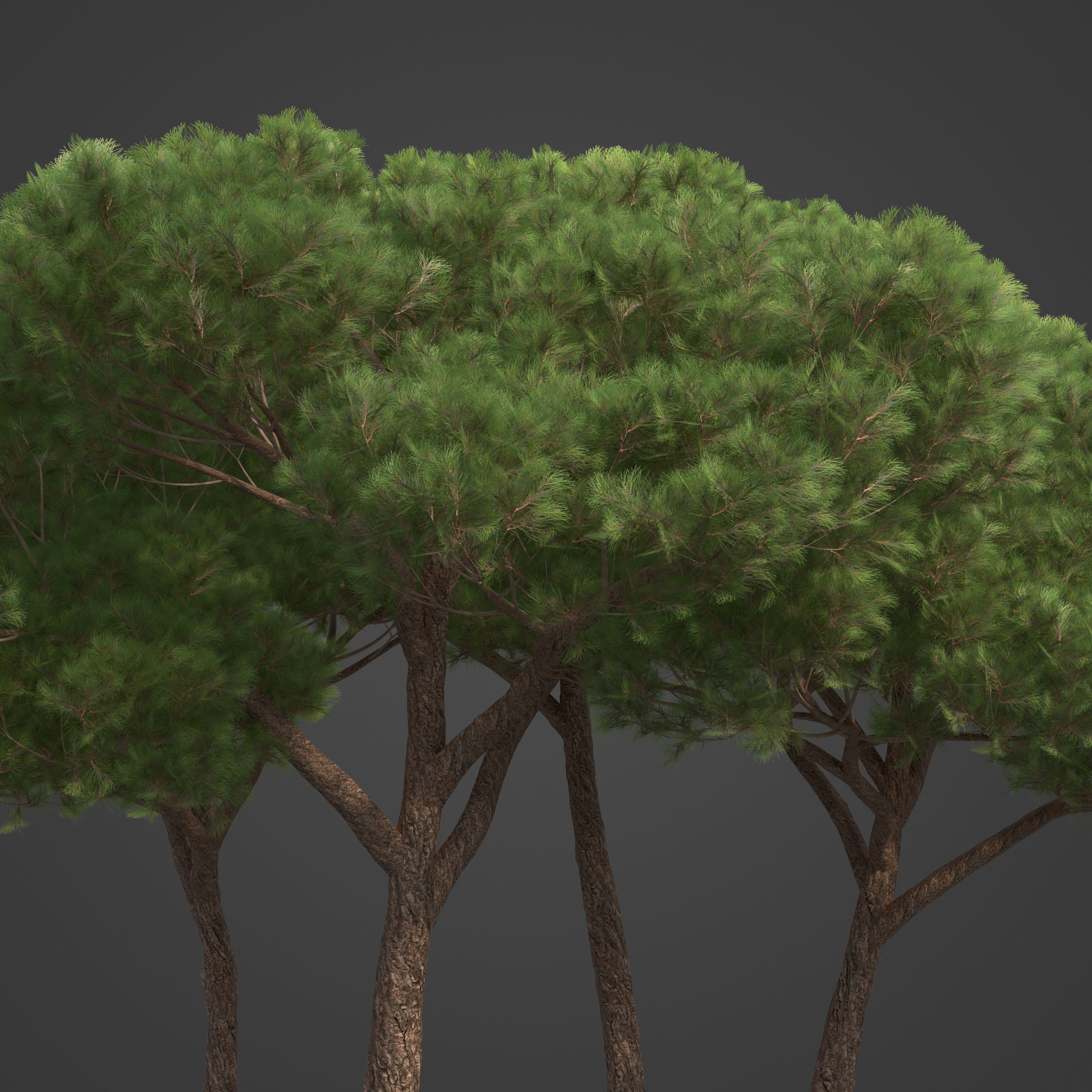 2021 PBR Sea Pine Collection - Pinus Pinaster 3D model_3