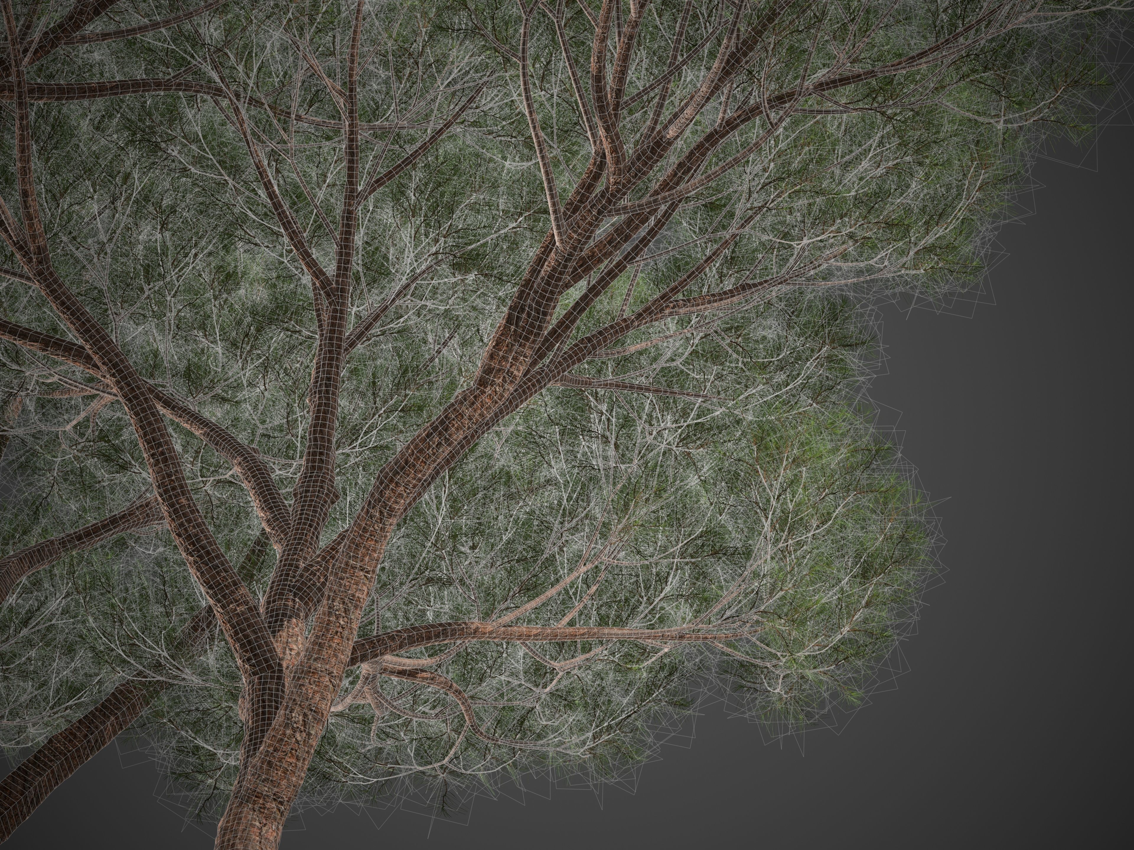 2021 PBR Sea Pine Collection - Pinus Pinaster 3D model_10