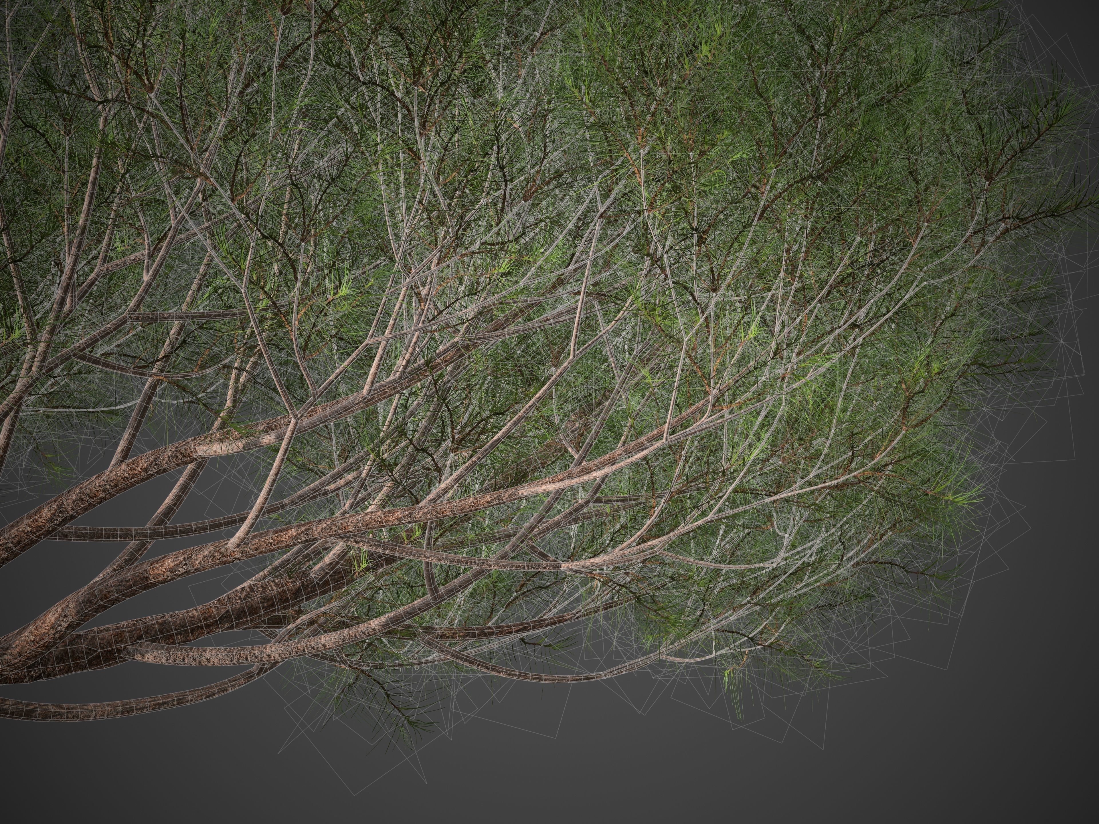 2021 PBR Sea Pine Collection - Pinus Pinaster 3D model_11