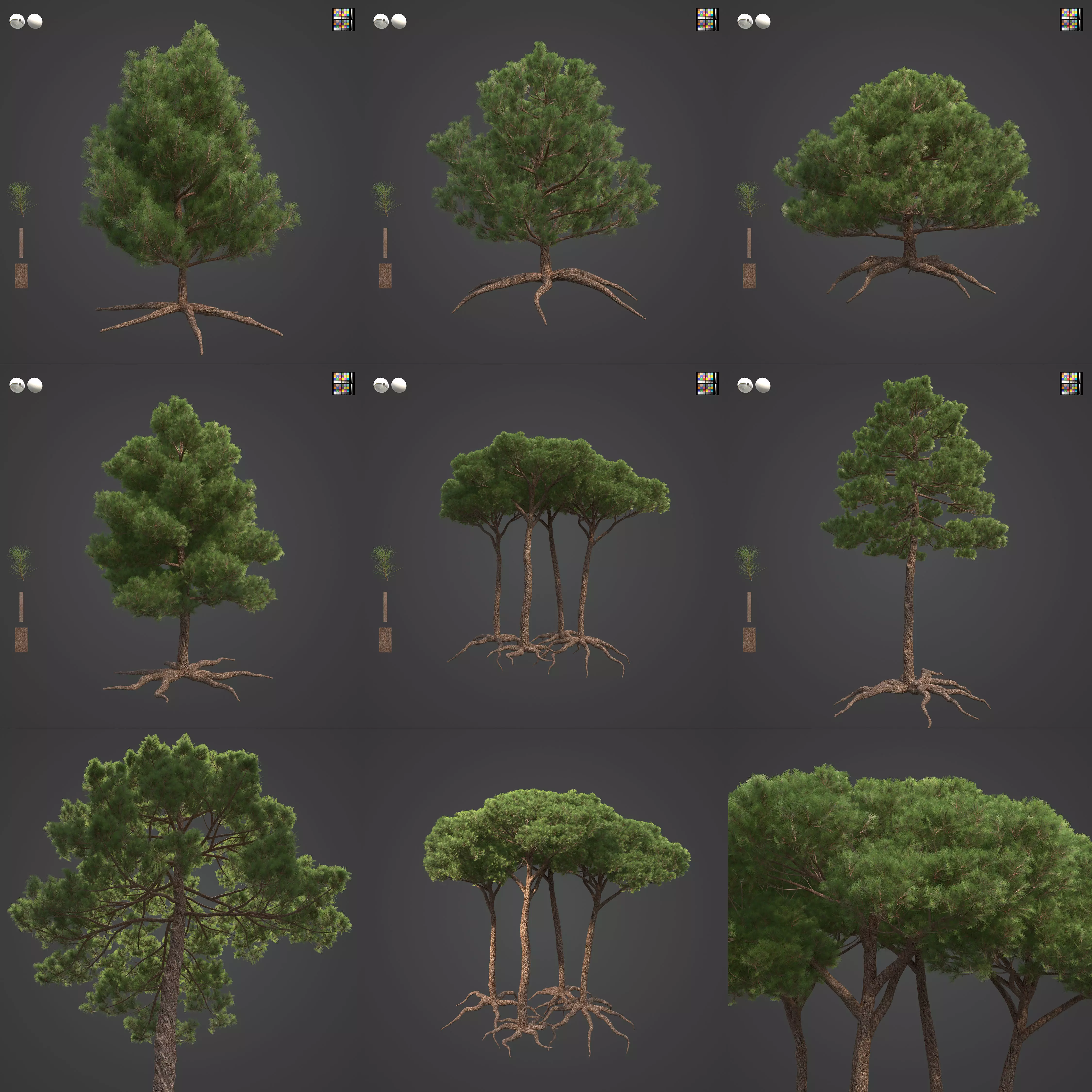 2021 PBR Sea Pine Collection - Pinus Pinaster 3D model_0