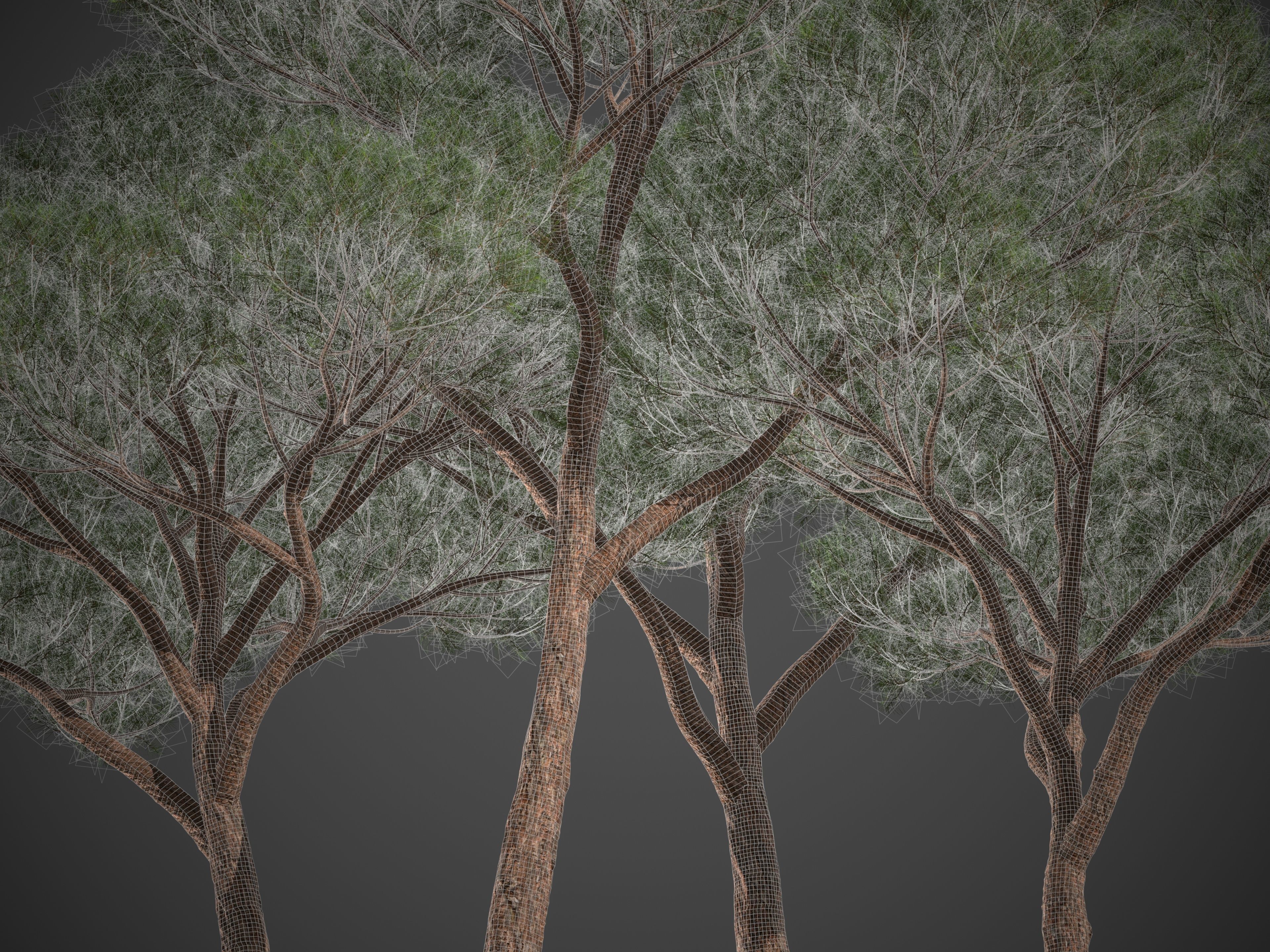 2021 PBR Sea Pine Collection - Pinus Pinaster 3D model_9