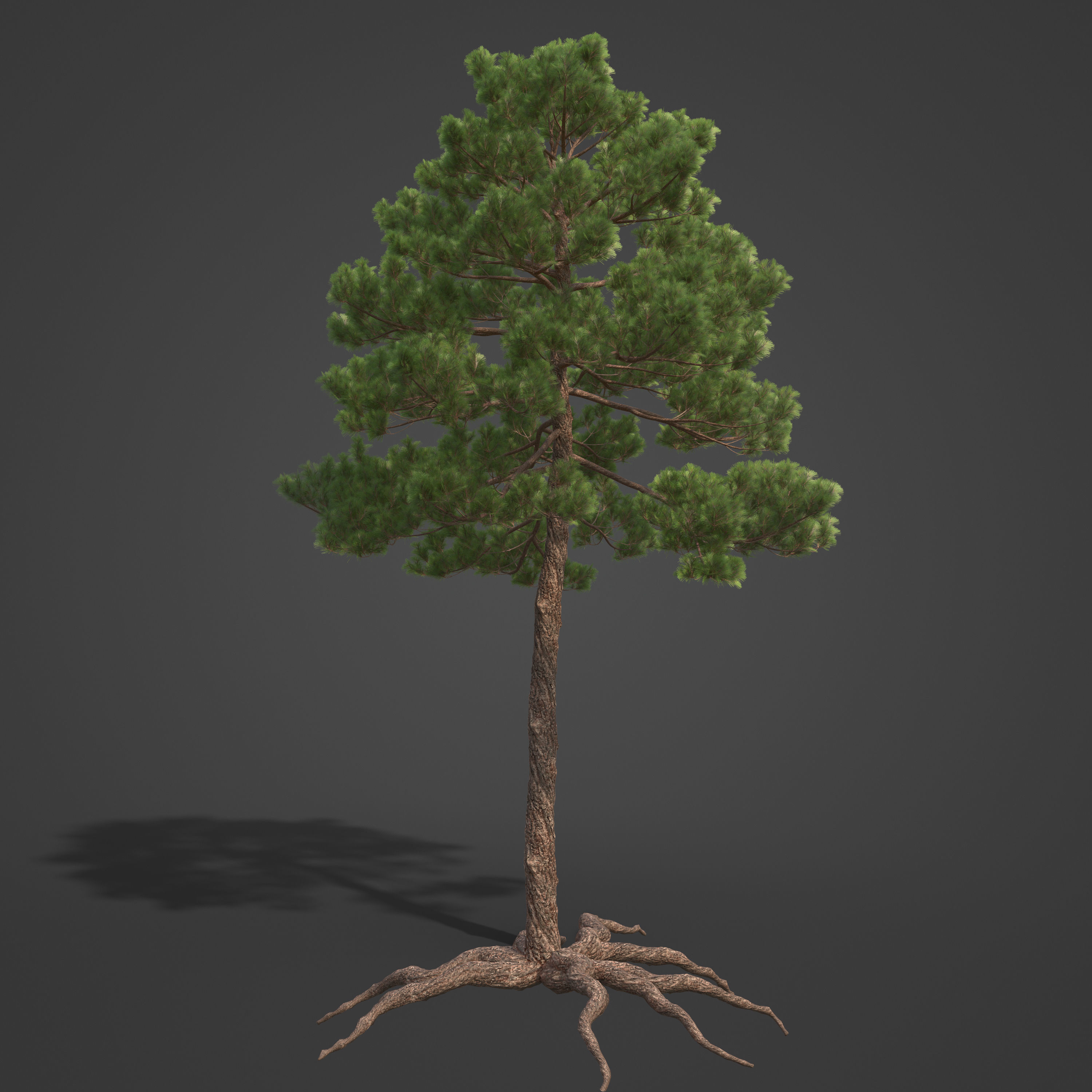 2021 PBR Sea Pine Collection - Pinus Pinaster 3D model_8