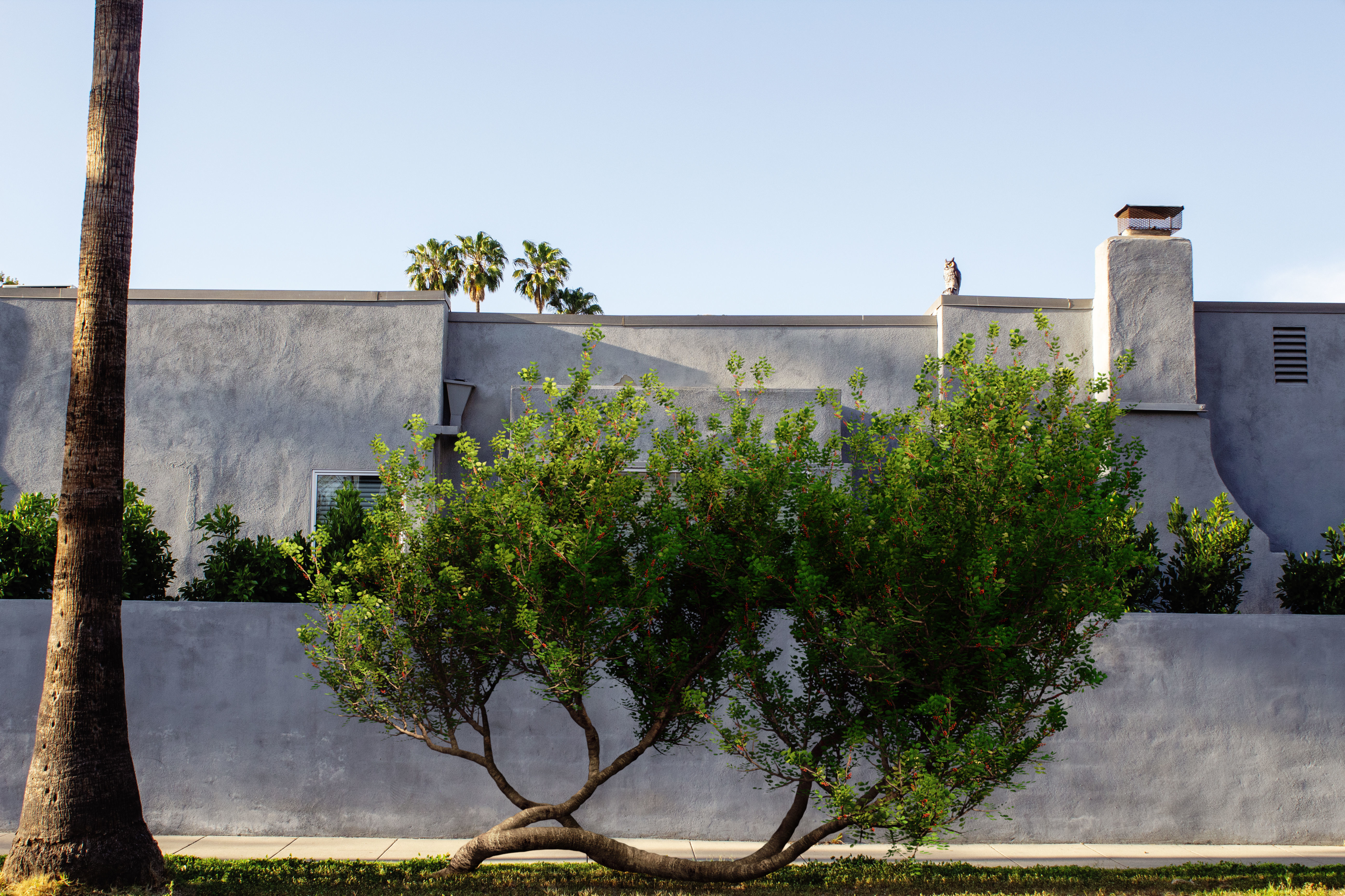 2021 PBR Lentisk Collection - Pistacia Lentiscus  3D model_2