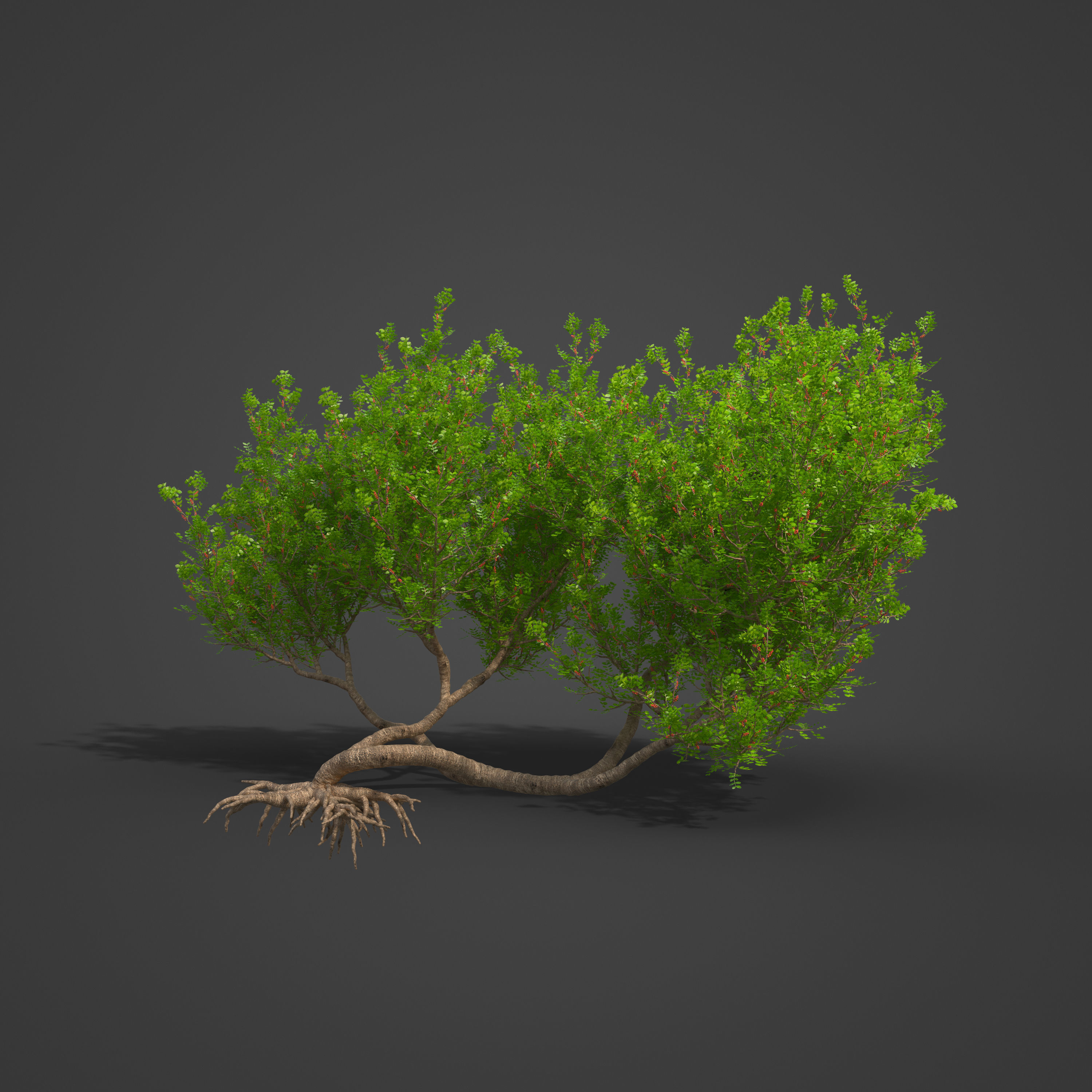 2021 PBR Lentisk Collection - Pistacia Lentiscus  3D model_6