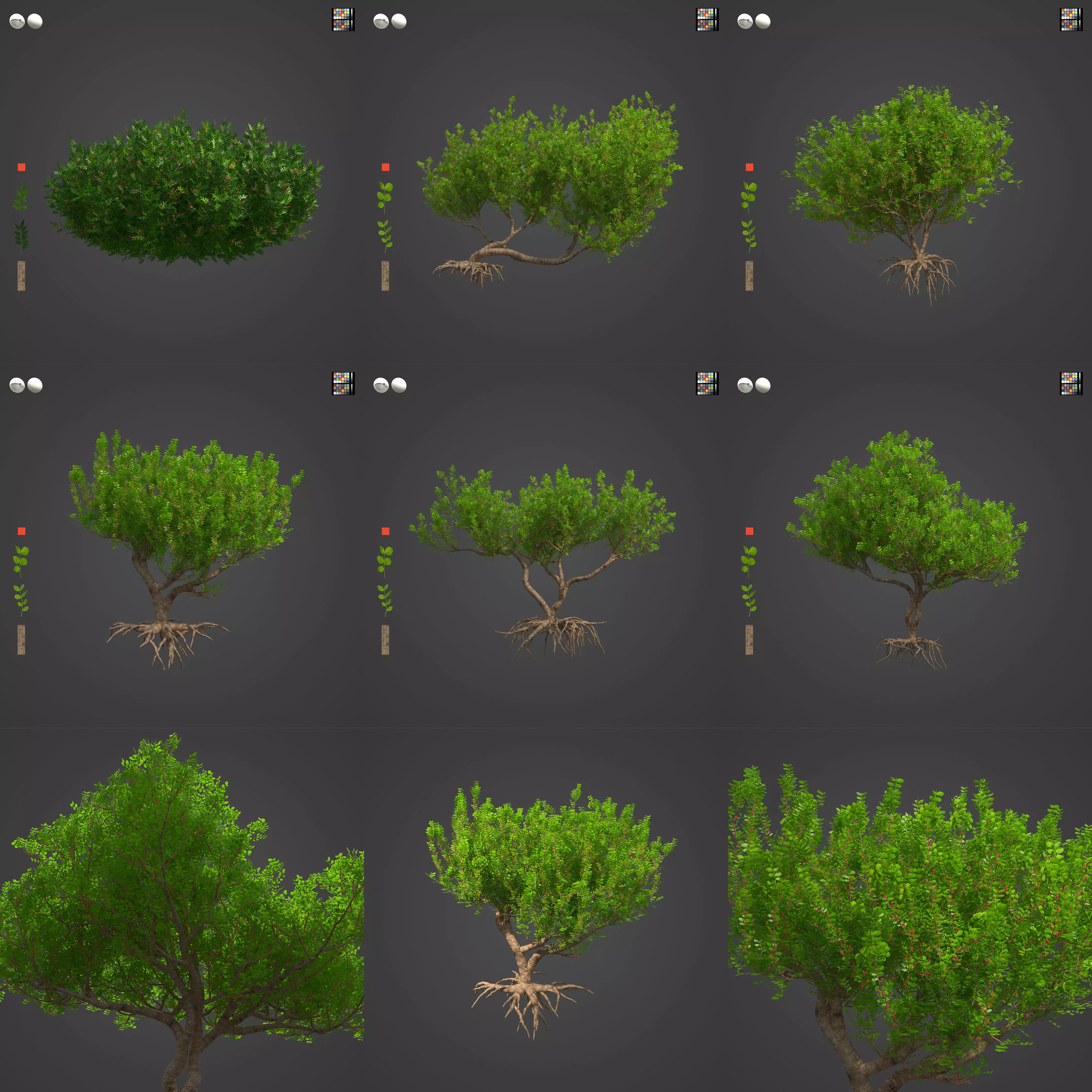 2021 PBR Lentisk Collection - Pistacia Lentiscus  3D model_0