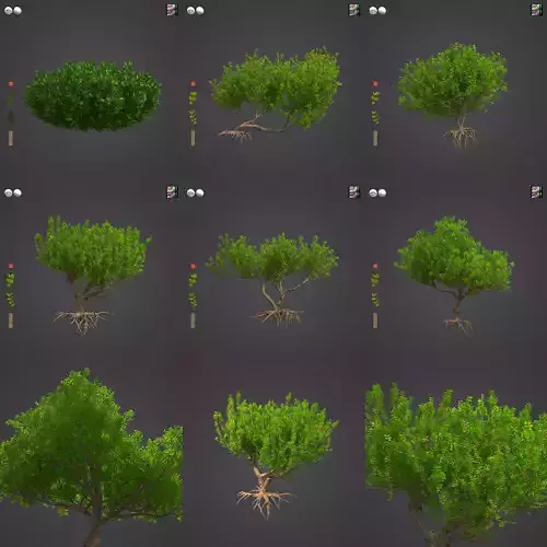 2021 PBR Lentisk Collection - Pistacia Lentiscus 