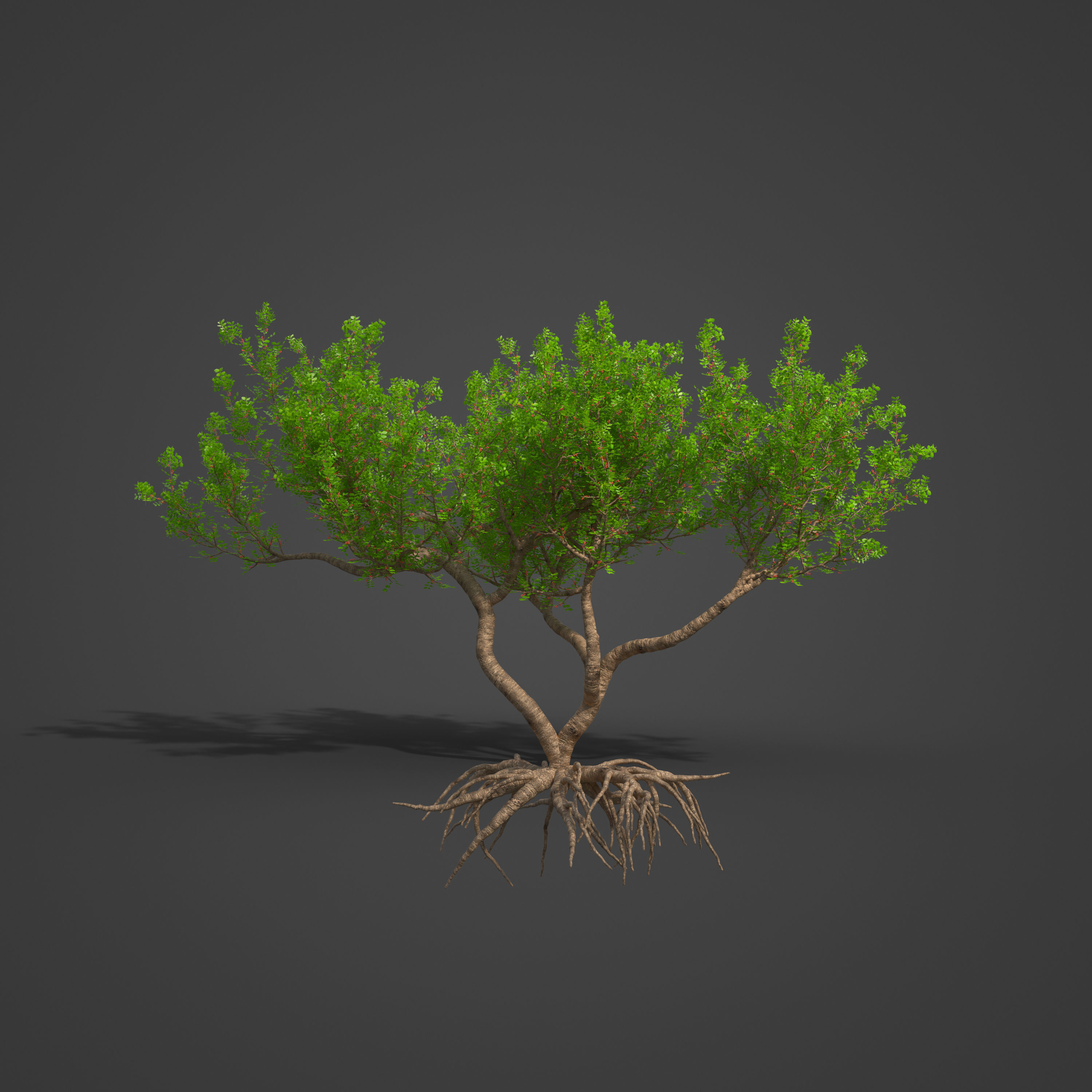 2021 PBR Lentisk Collection - Pistacia Lentiscus  3D model_5