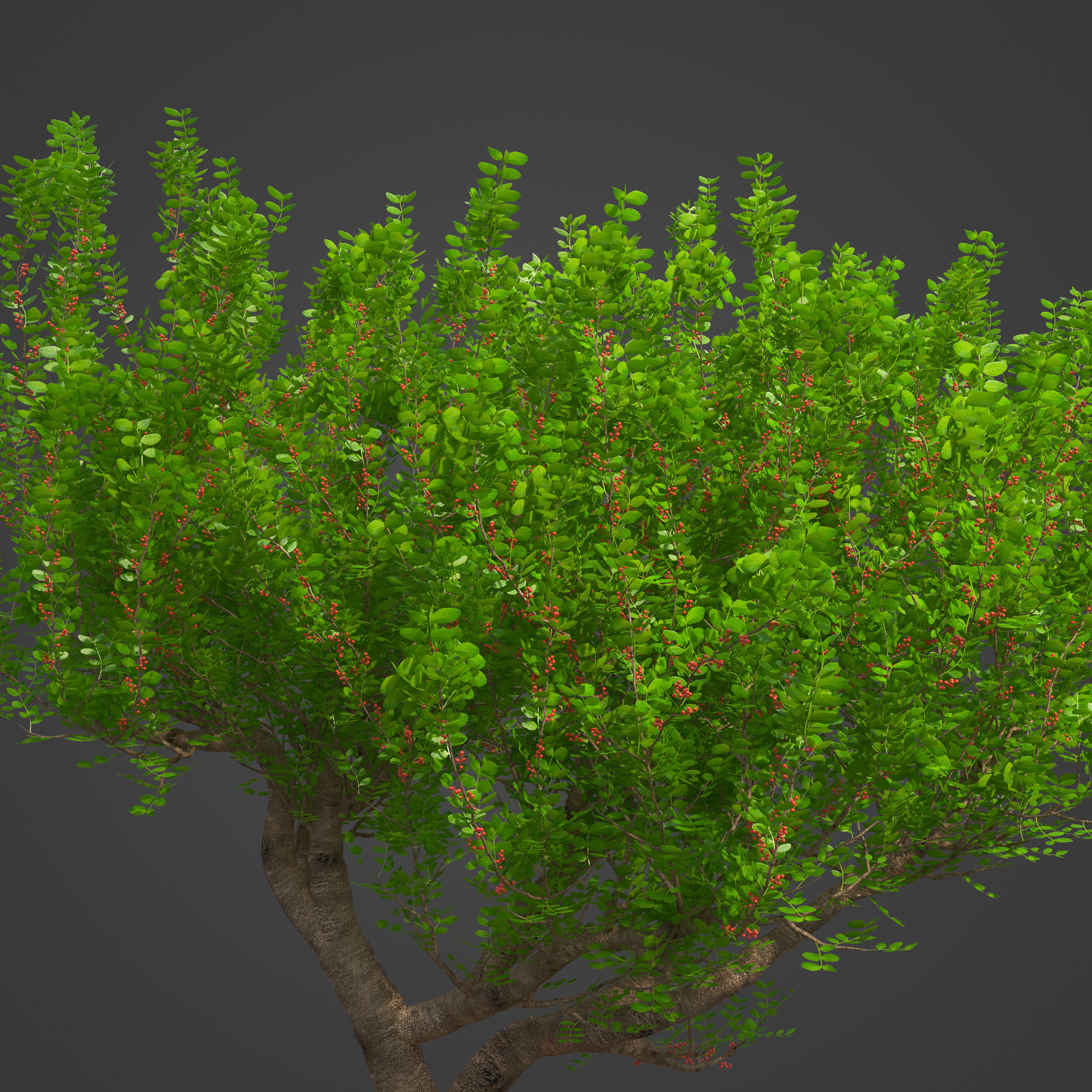 2021 PBR Lentisk Collection - Pistacia Lentiscus  3D model_4