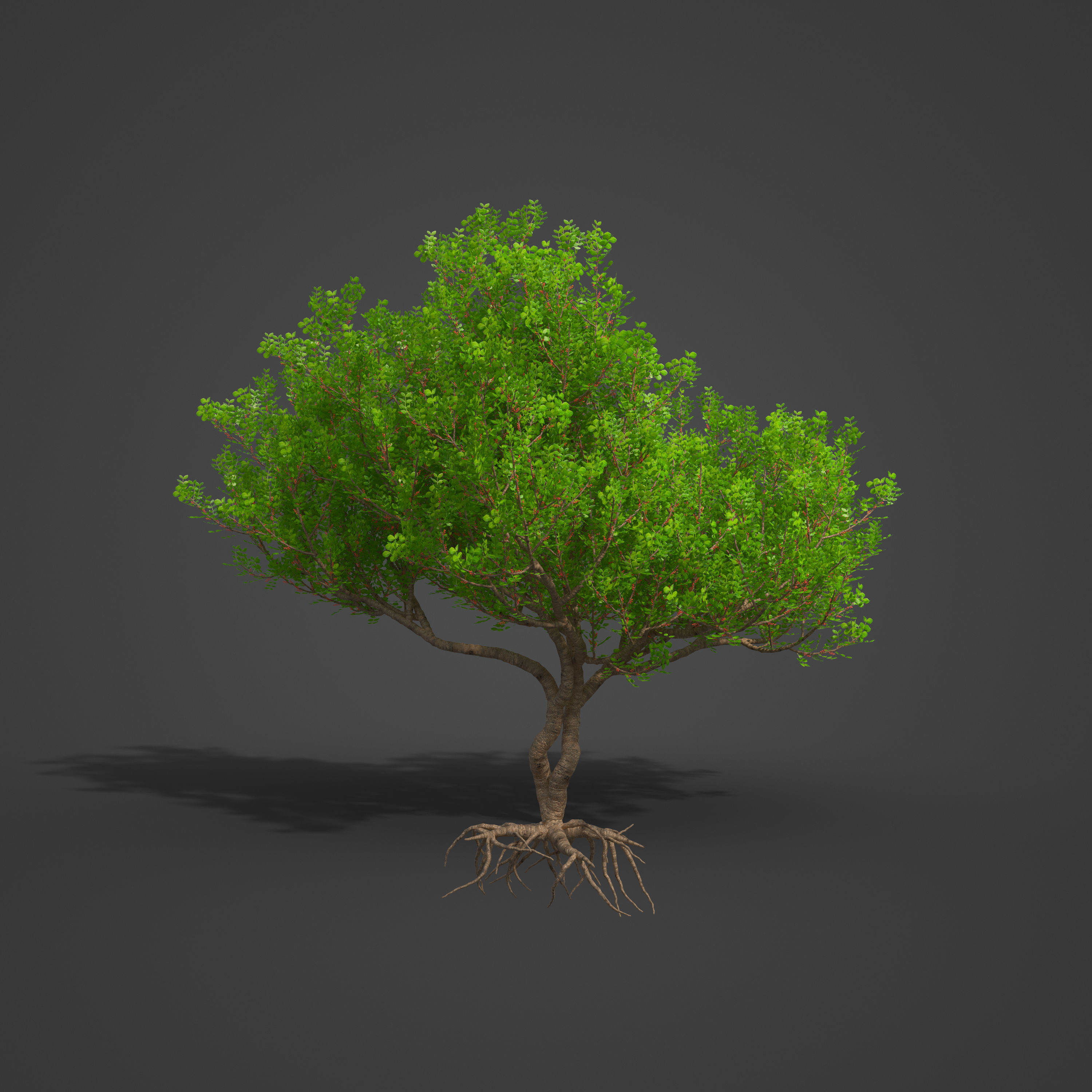 2021 PBR Lentisk Collection - Pistacia Lentiscus  3D model_7