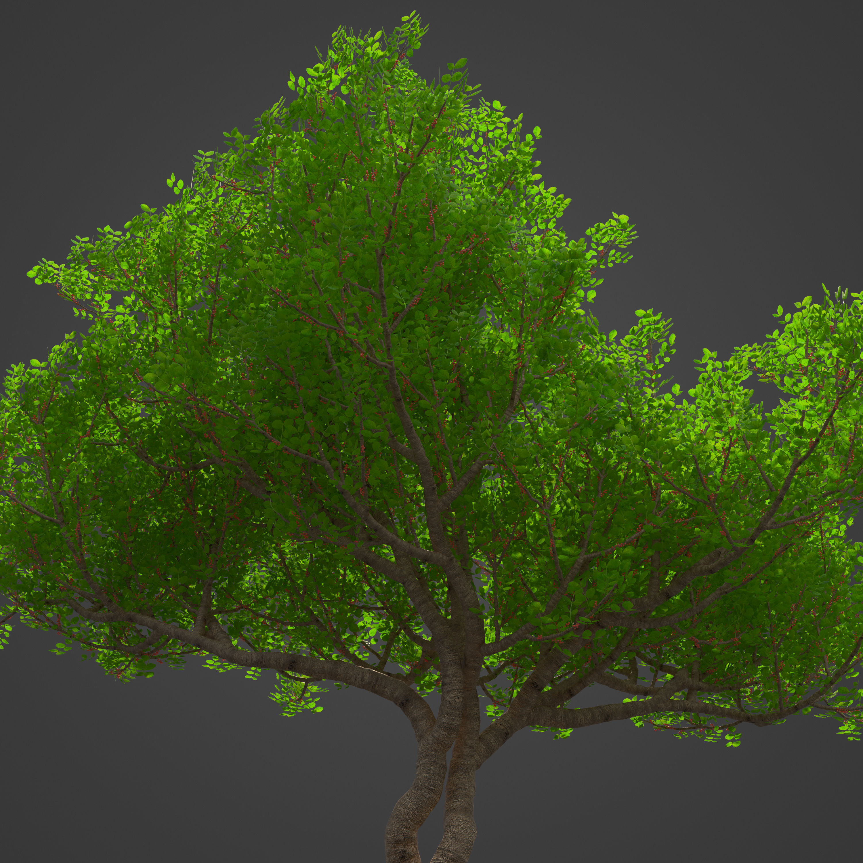 2021 PBR Lentisk Collection - Pistacia Lentiscus  3D model_3