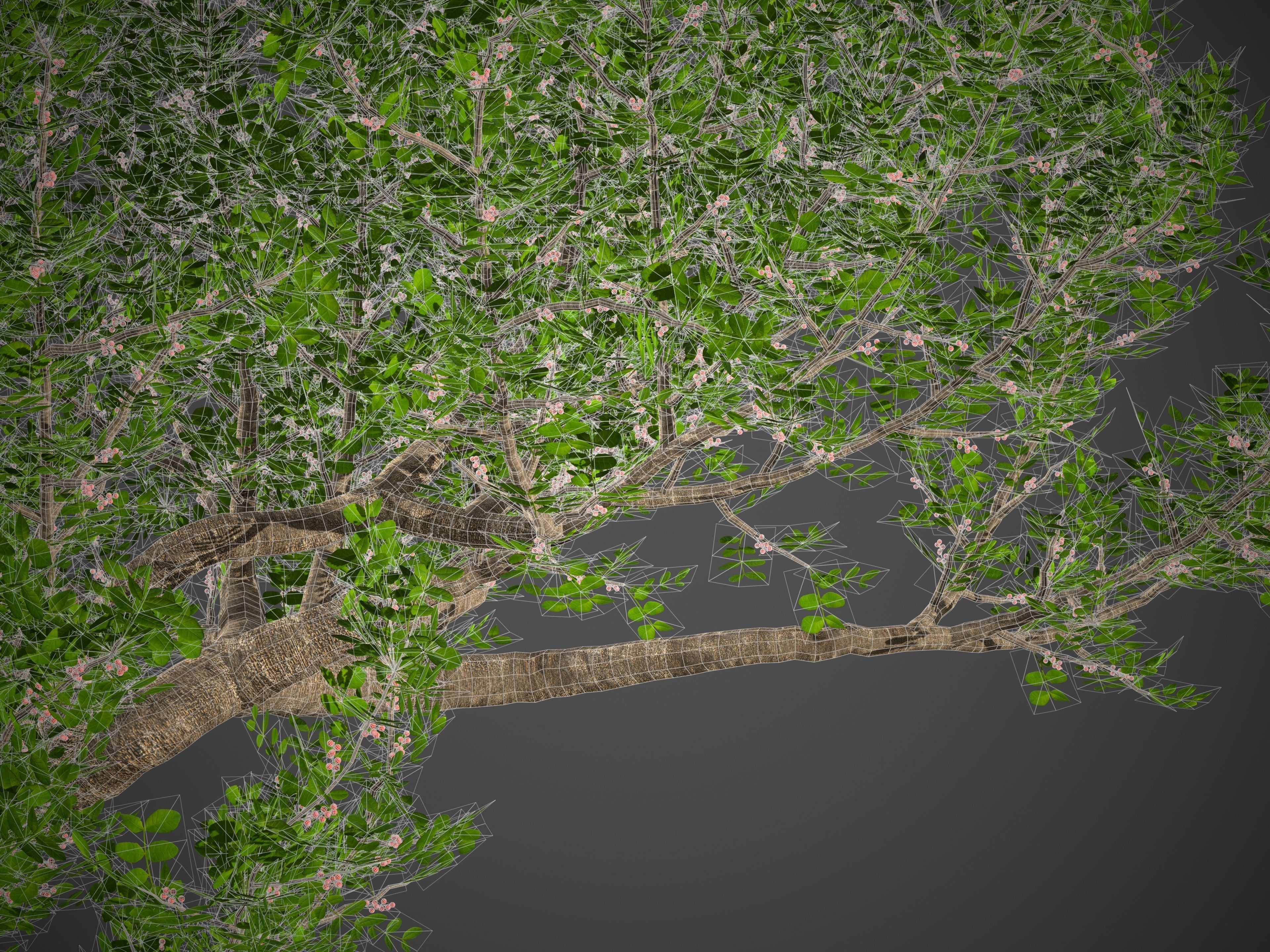 2021 PBR Lentisk Collection - Pistacia Lentiscus  3D model_9