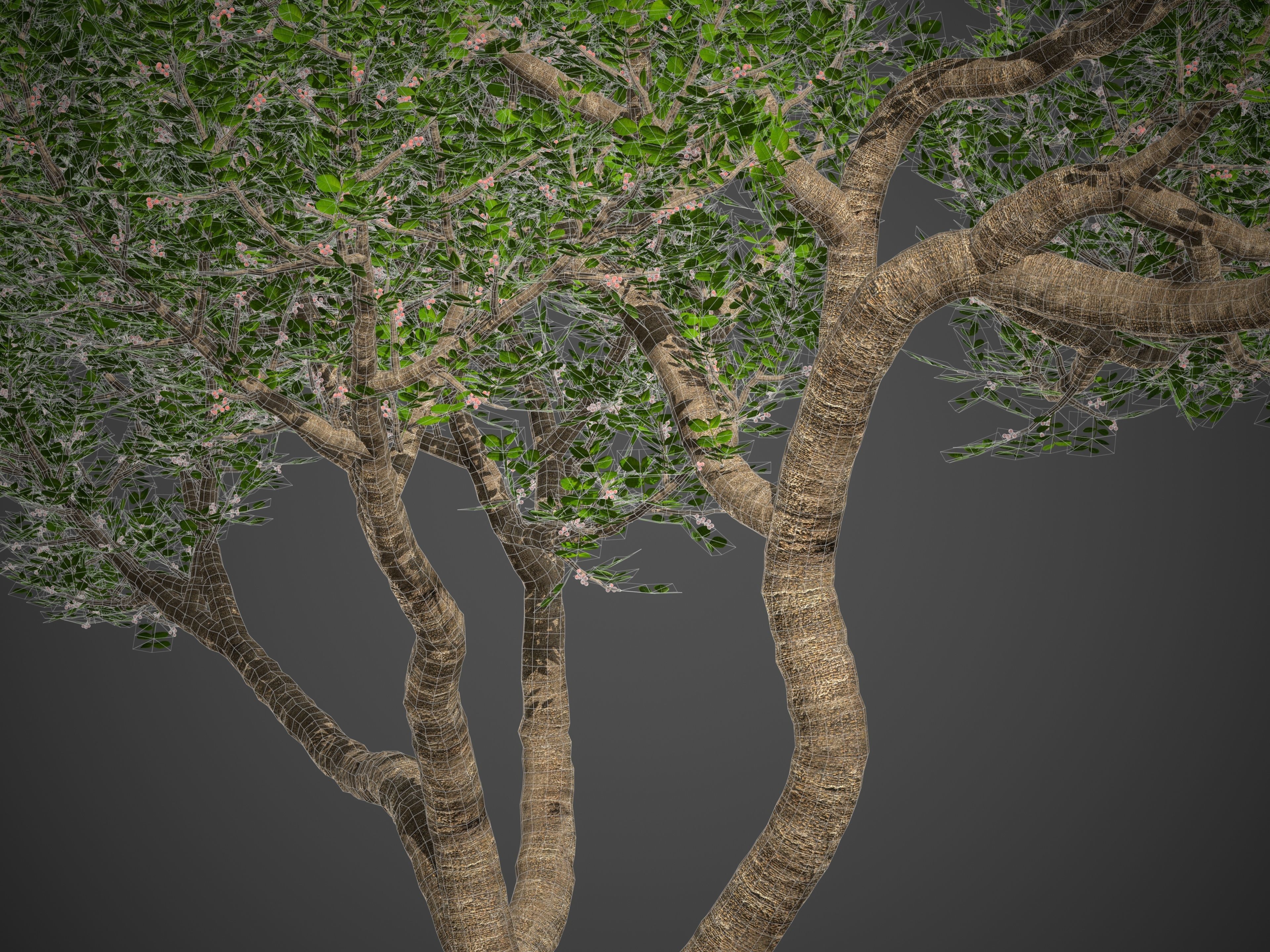 2021 PBR Lentisk Collection - Pistacia Lentiscus  3D model_10