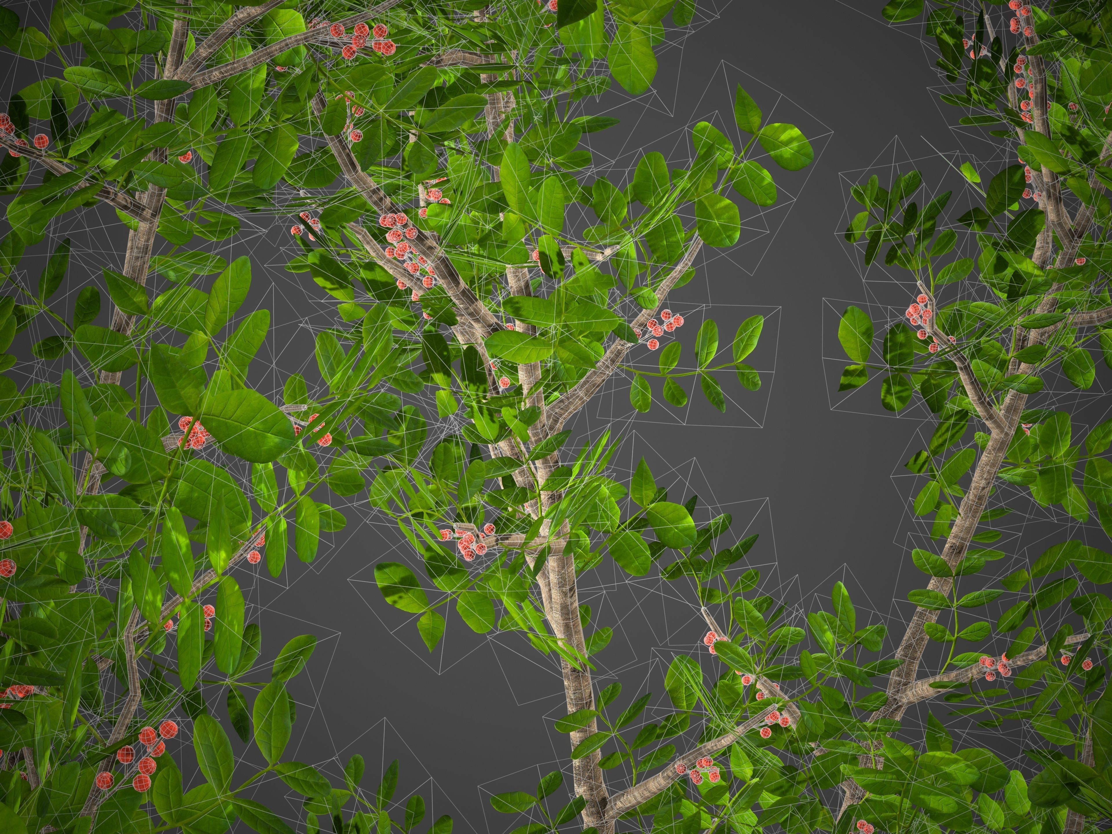 2021 PBR Lentisk Collection - Pistacia Lentiscus  3D model_11