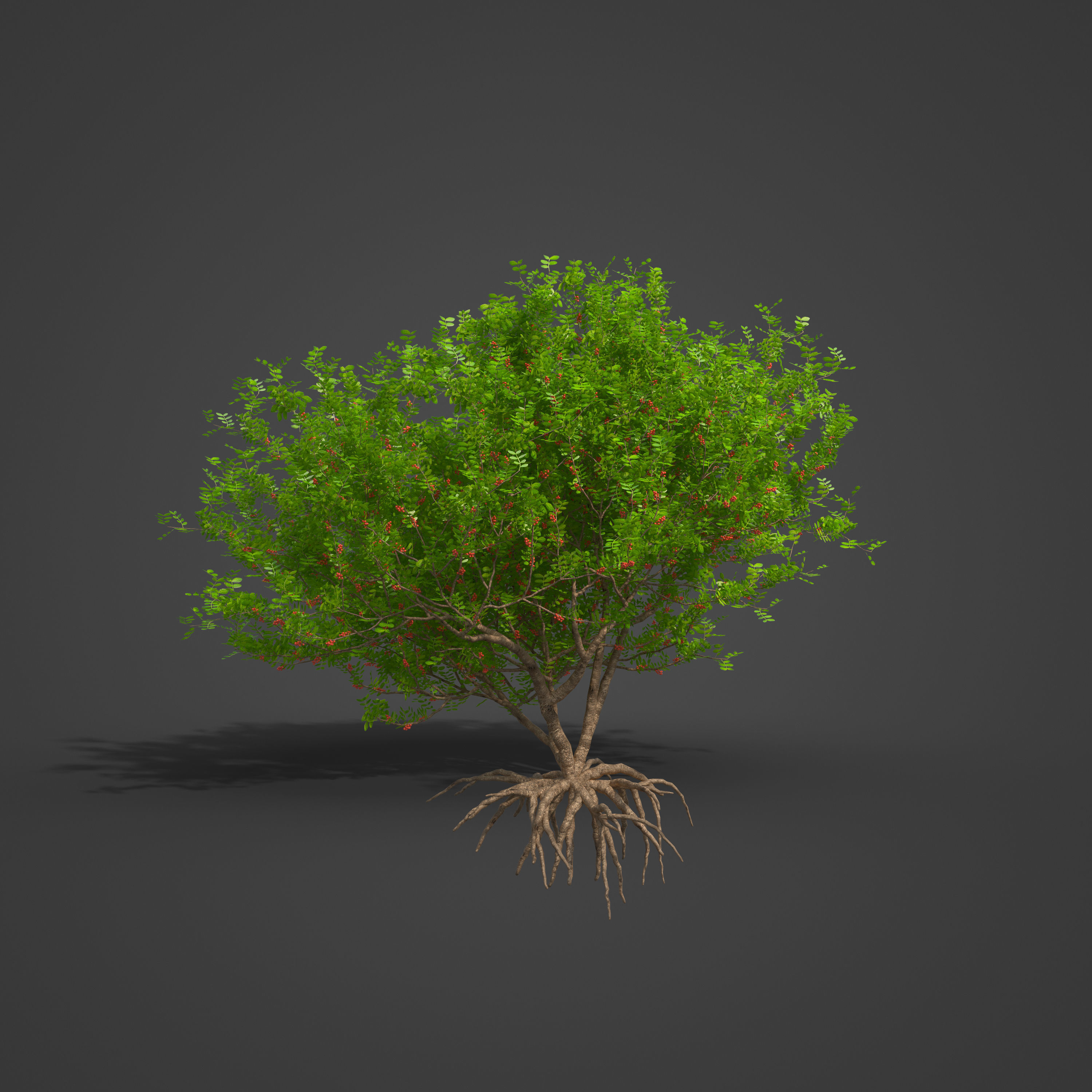 2021 PBR Lentisk Collection - Pistacia Lentiscus  3D model_8