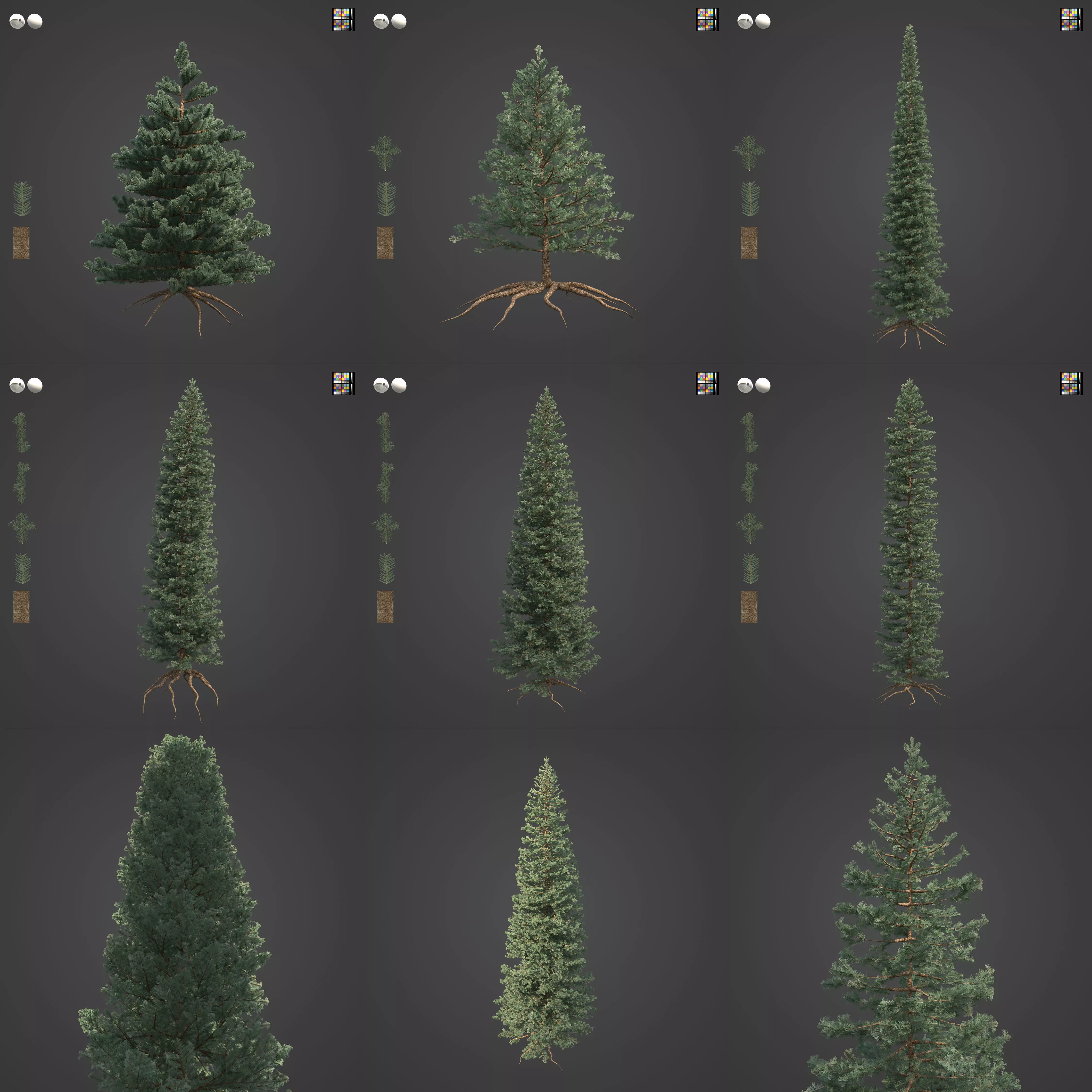 2021 PBR Subalpine Fir Collection - Abies Lasiocarpa 3D model_0