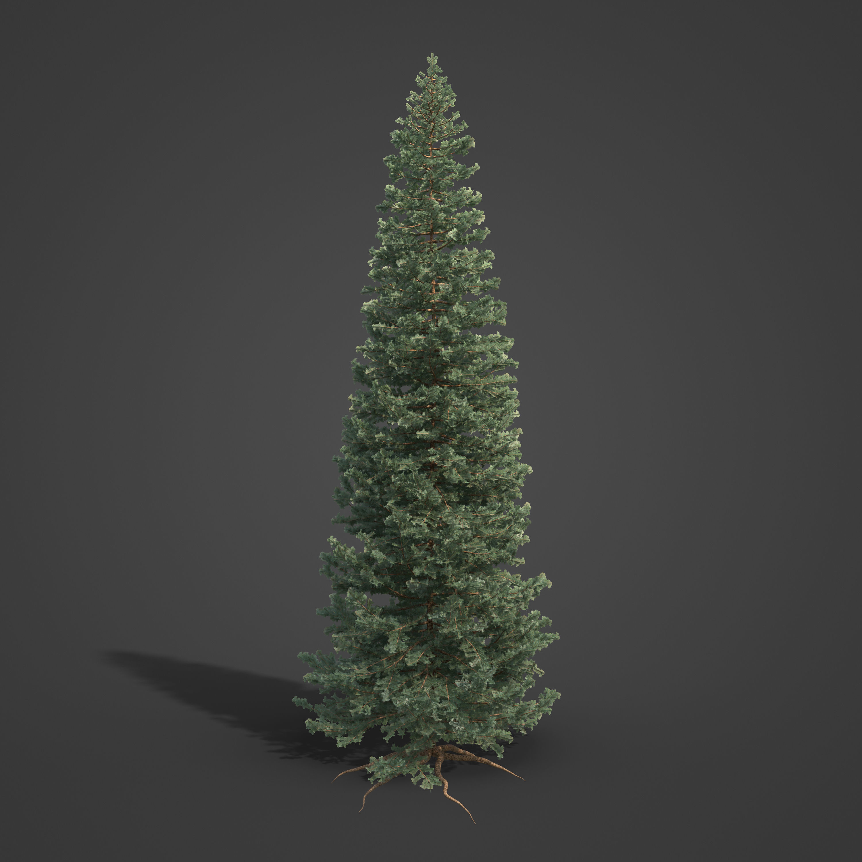 2021 PBR Subalpine Fir Collection - Abies Lasiocarpa 3D model_5
