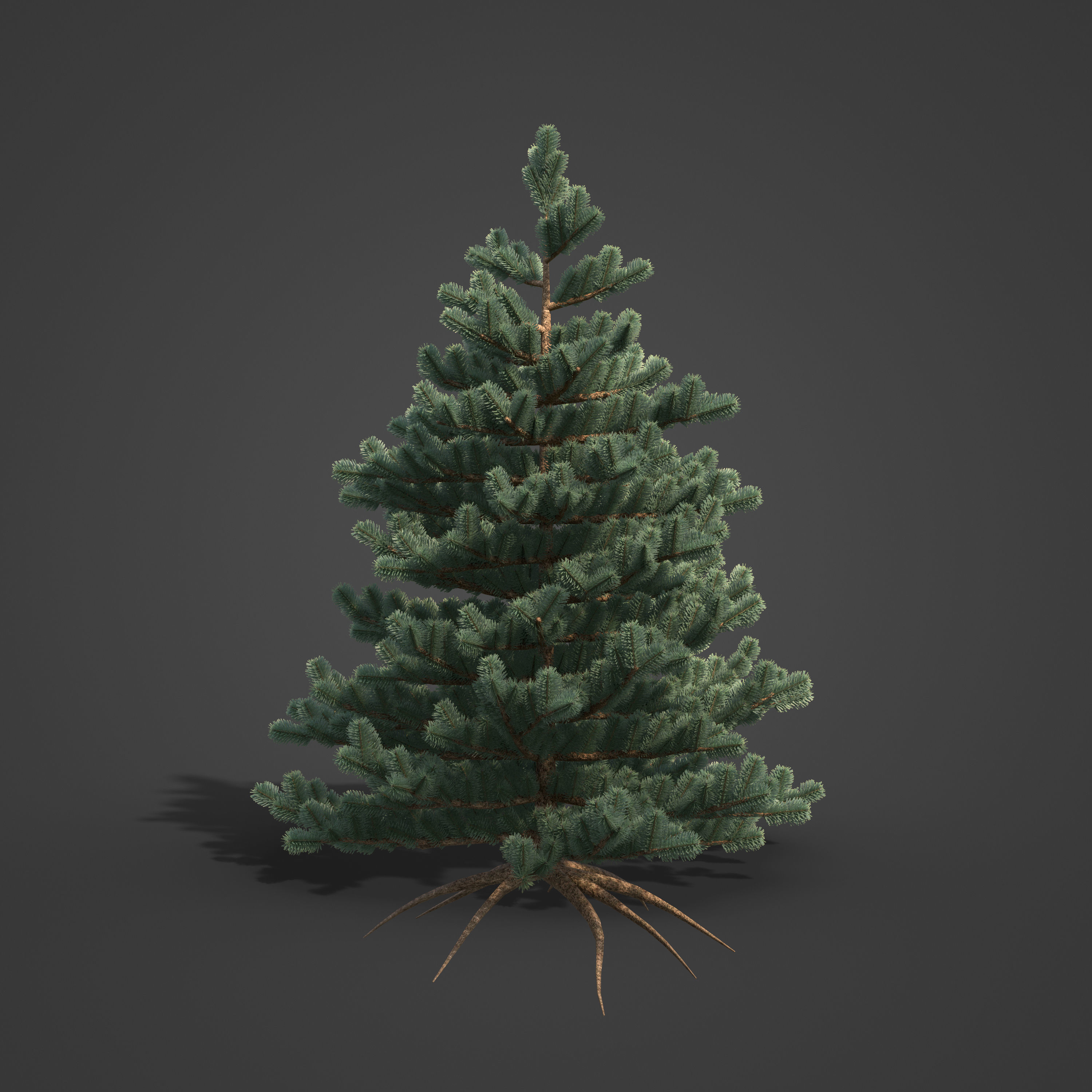 2021 PBR Subalpine Fir Collection - Abies Lasiocarpa 3D model_3