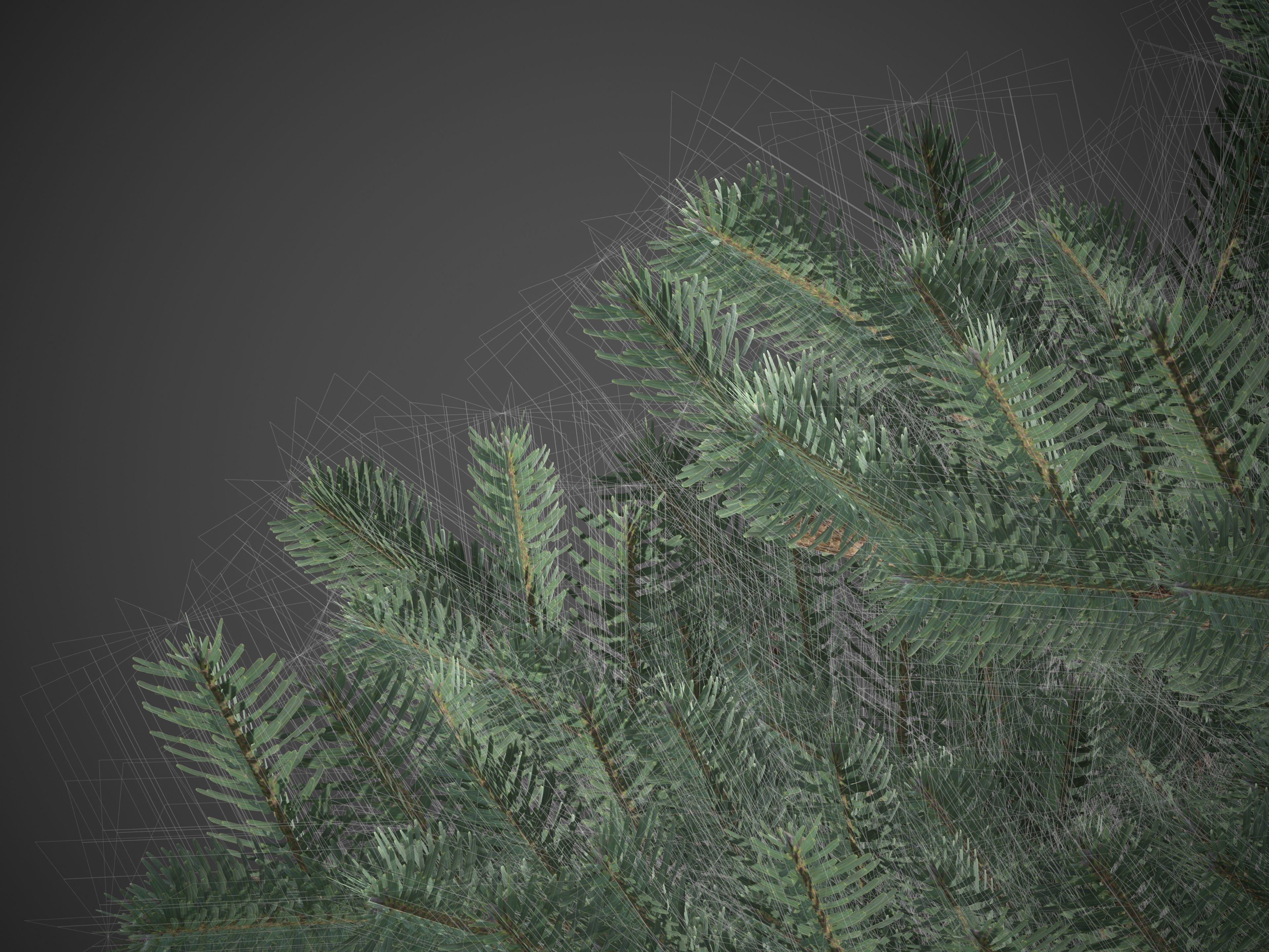2021 PBR Subalpine Fir Collection - Abies Lasiocarpa 3D model_6
