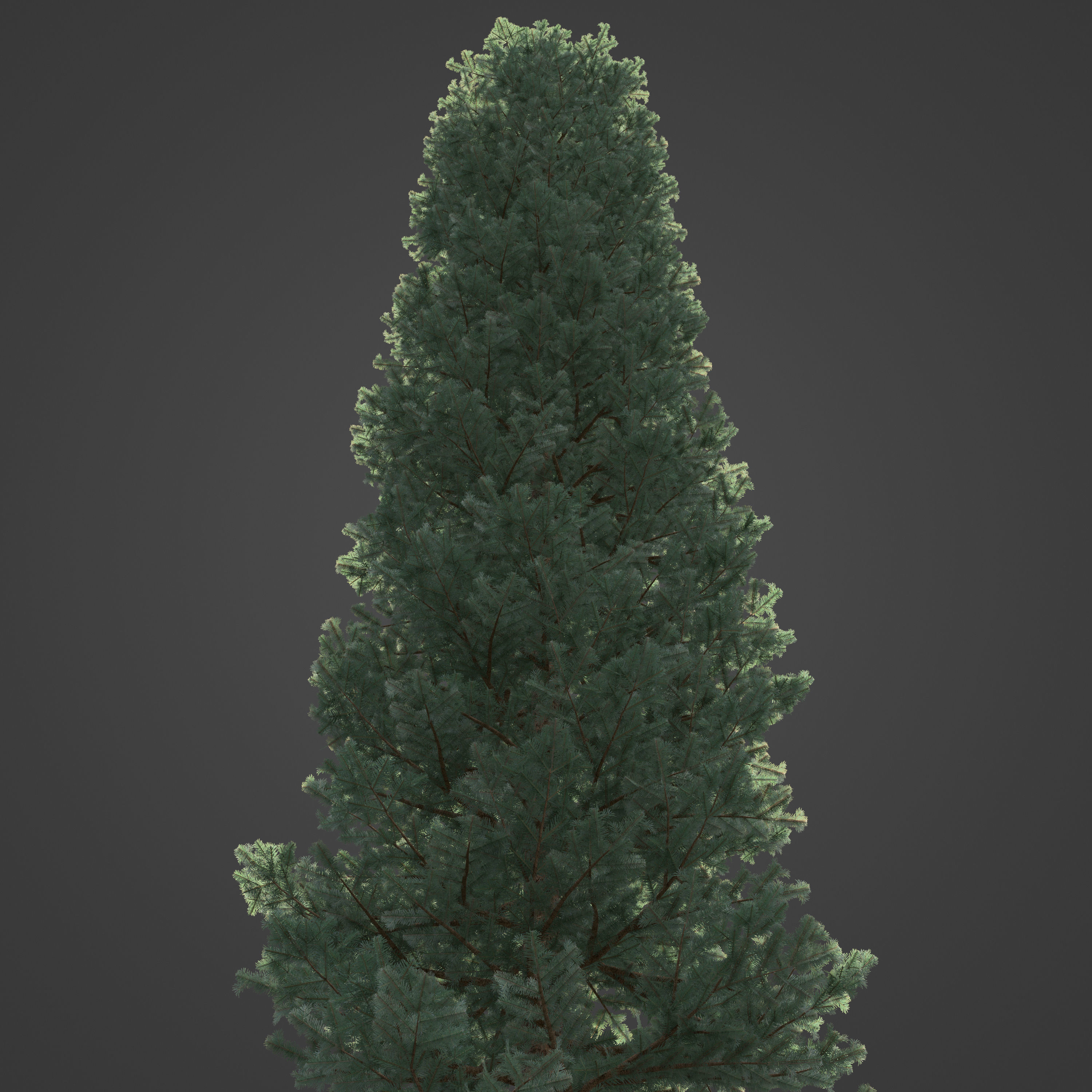 2021 PBR Subalpine Fir Collection - Abies Lasiocarpa 3D model_4