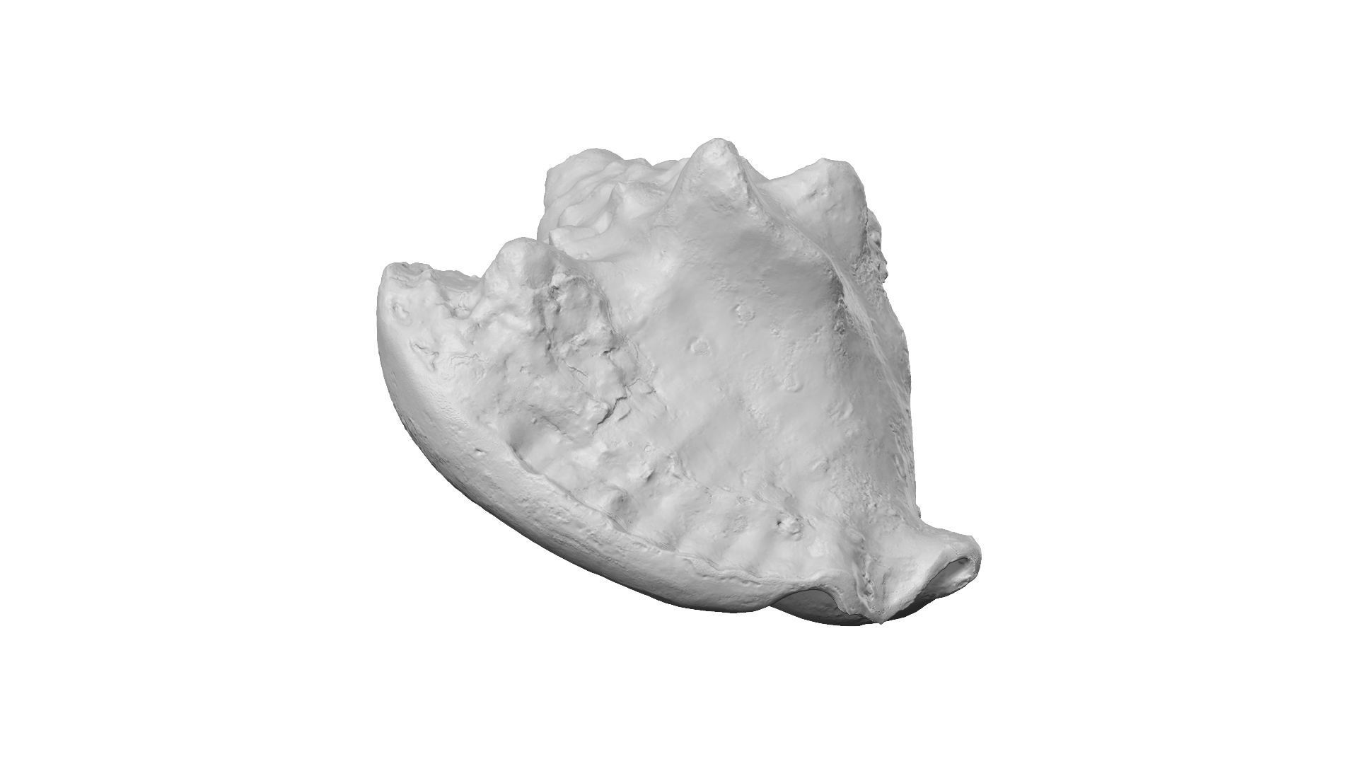 White Seashell Raw Scanned 3D model_11