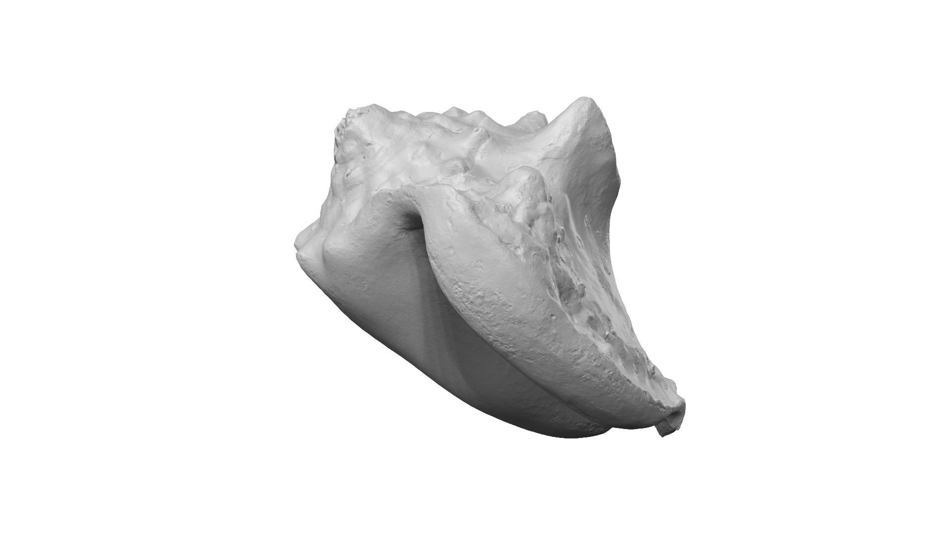 White Seashell Raw Scanned 3D model_12