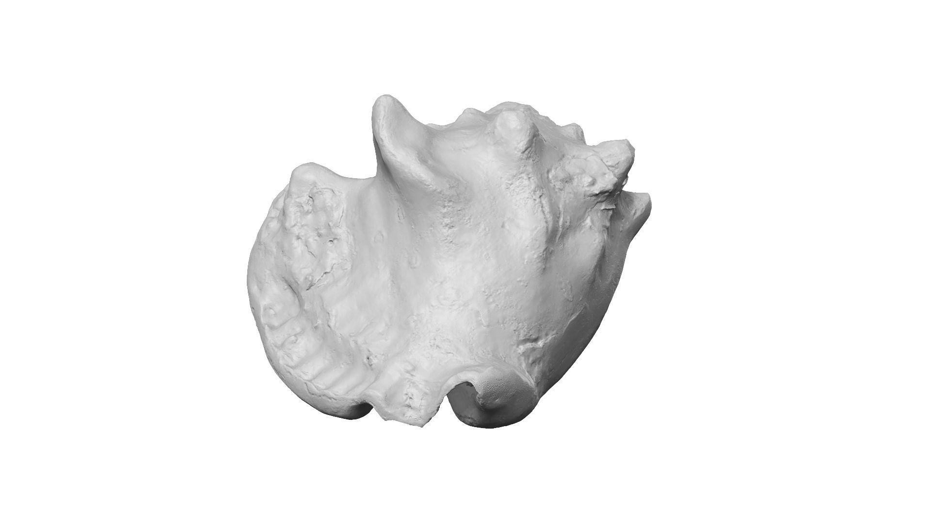 White Seashell Raw Scanned 3D model_10