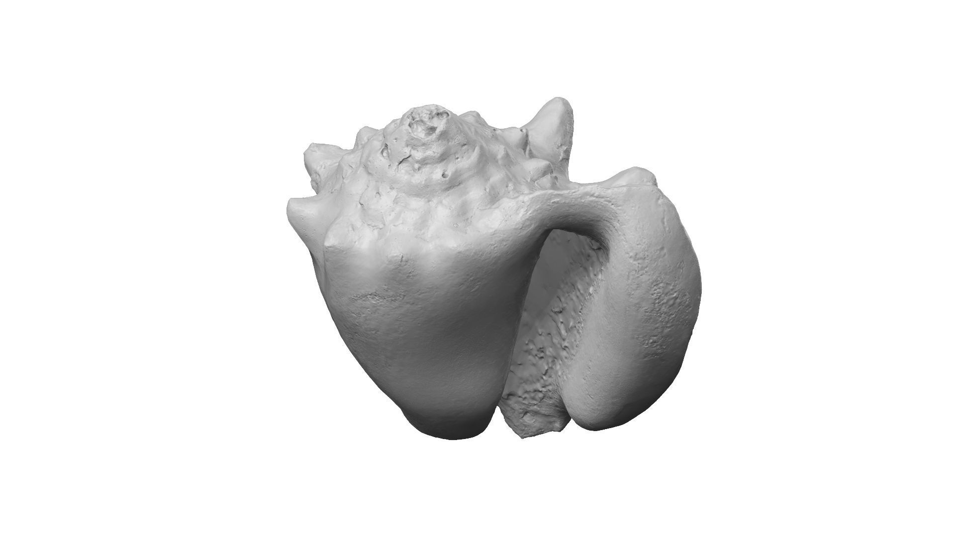 White Seashell Raw Scanned 3D model_13