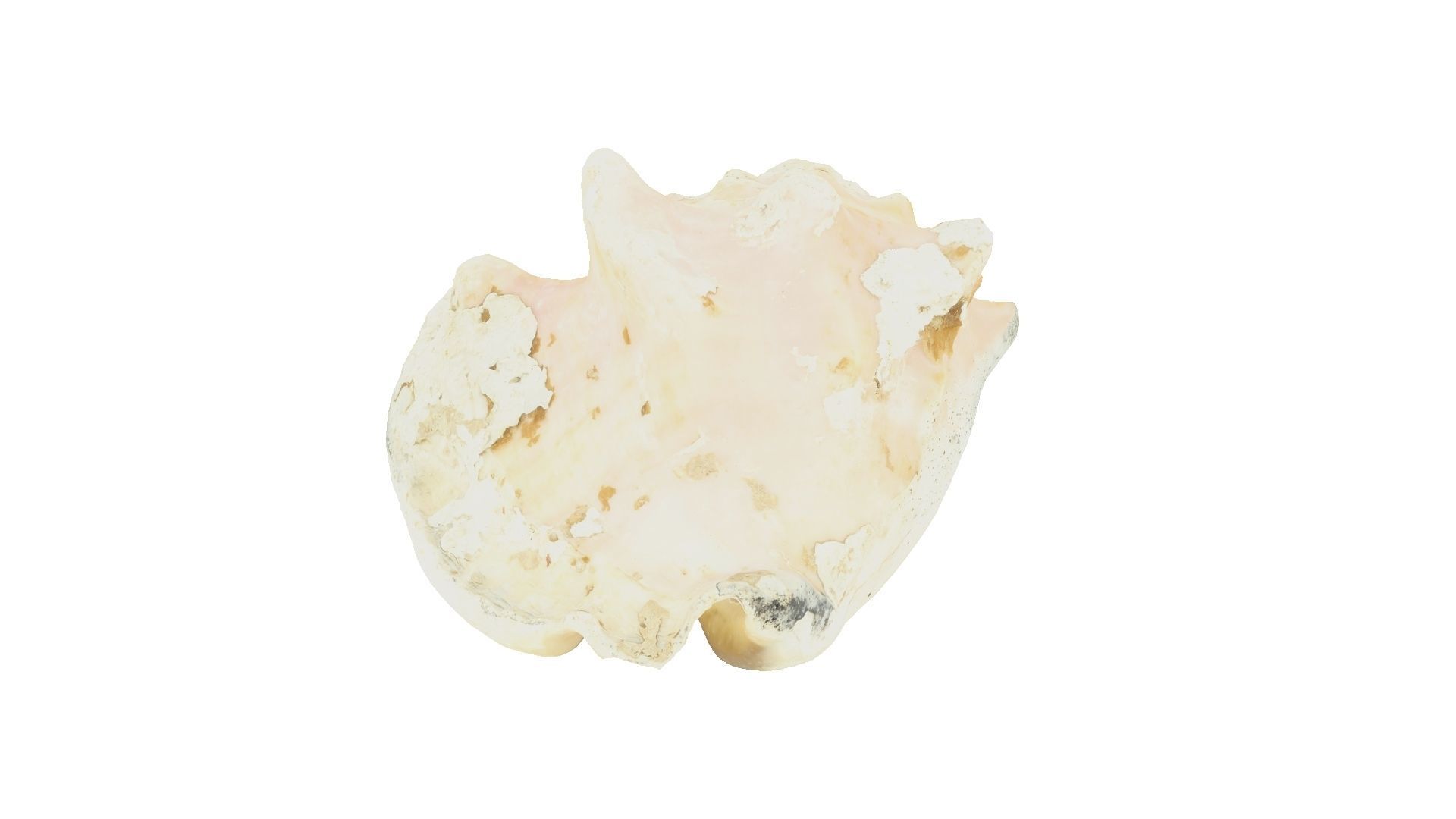White Seashell Raw Scanned 3D model_3