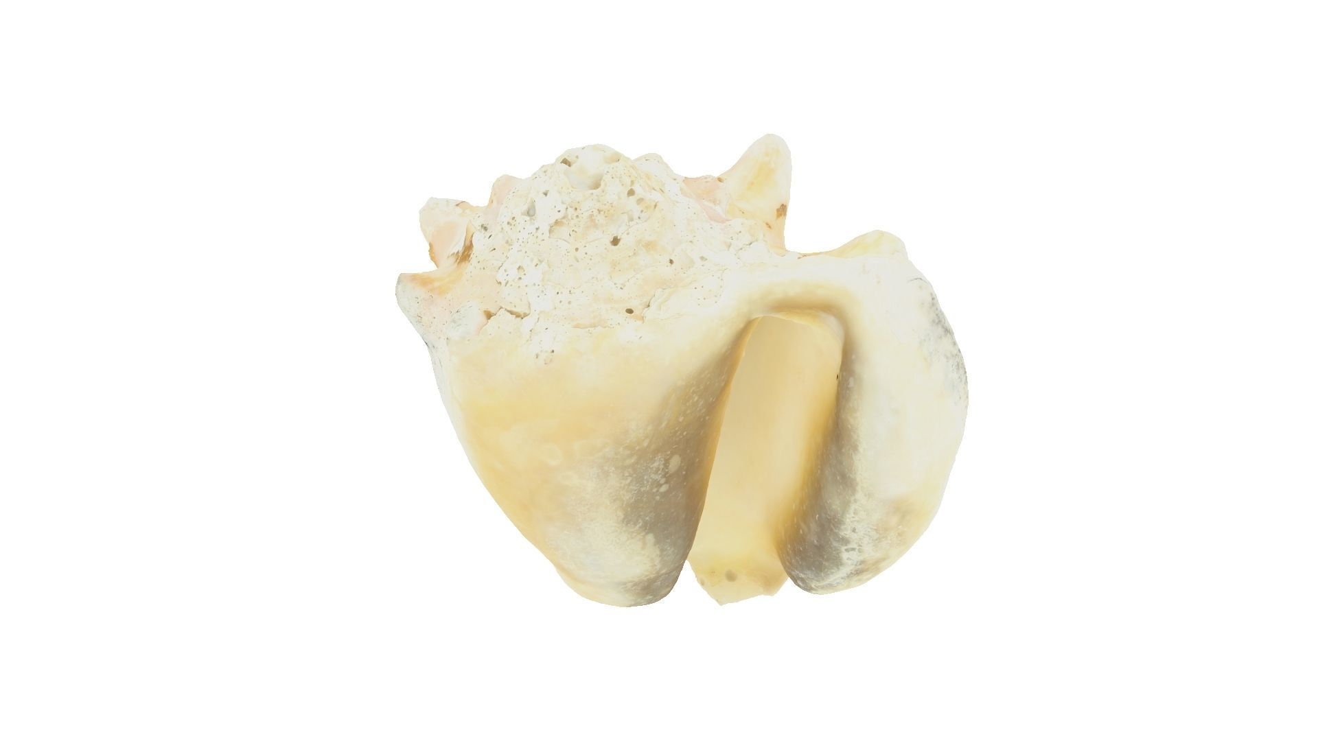 White Seashell Raw Scanned 3D model_6