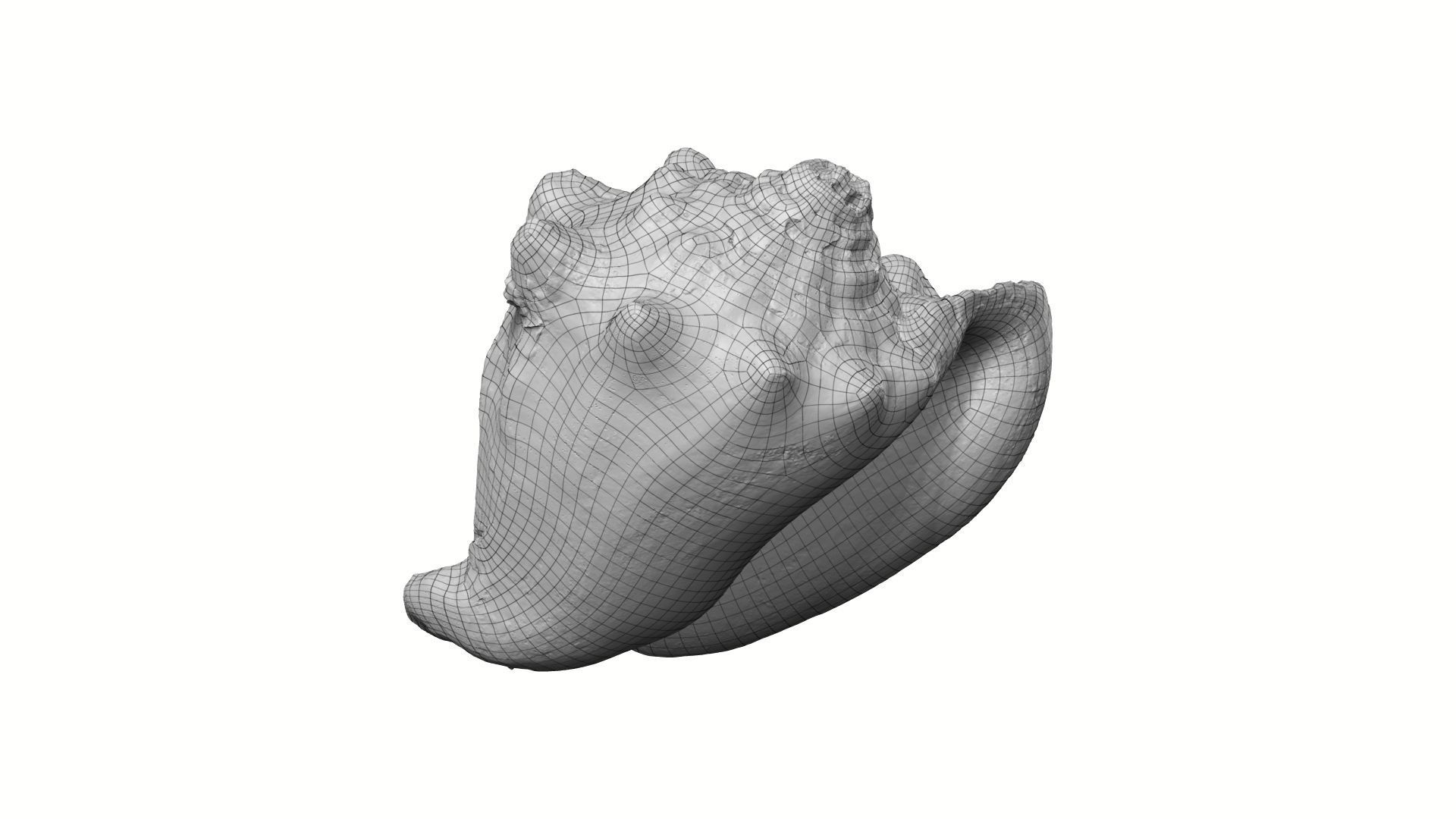 White Seashell Raw Scanned 3D model_8