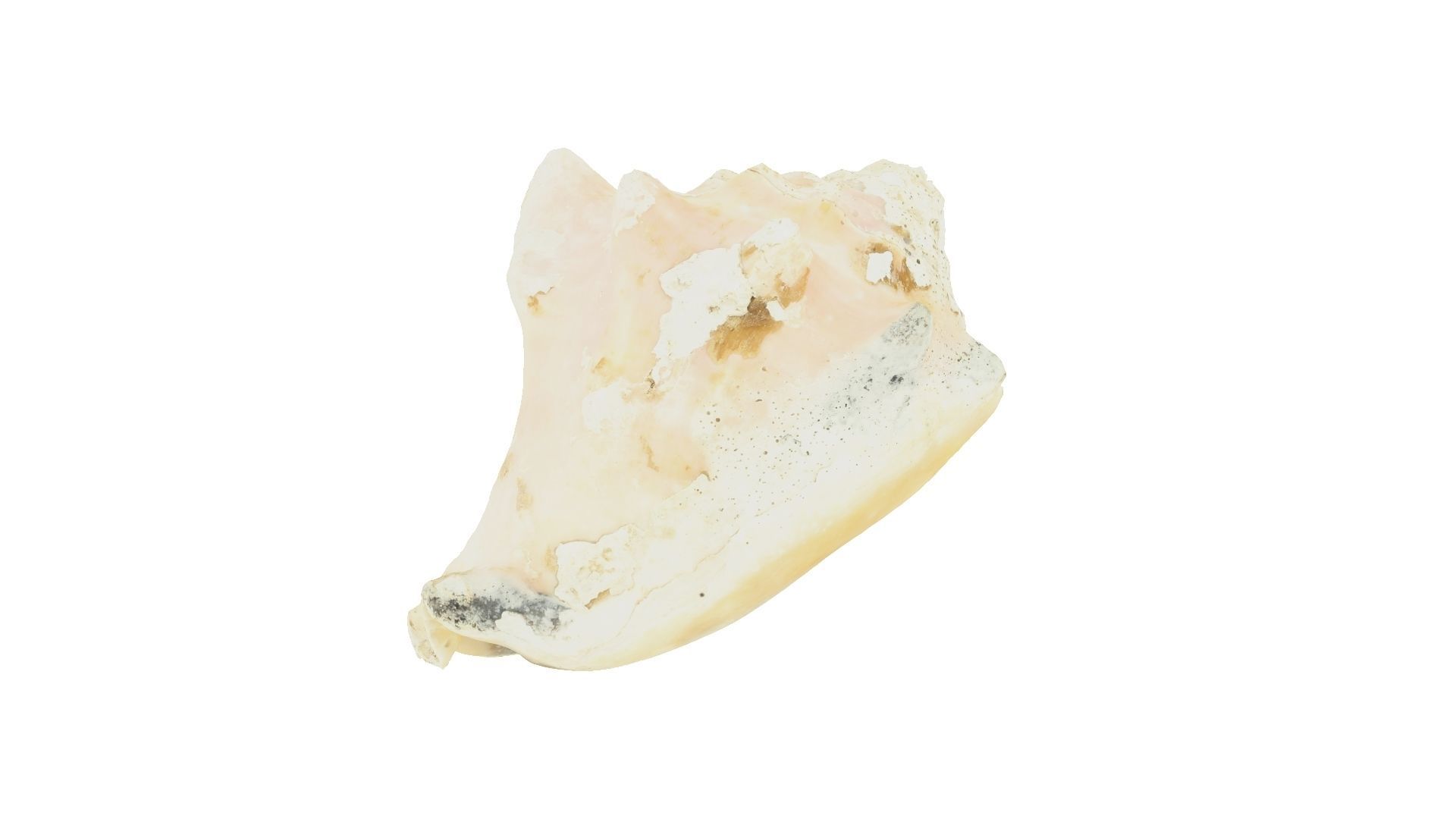 White Seashell Raw Scanned 3D model_2