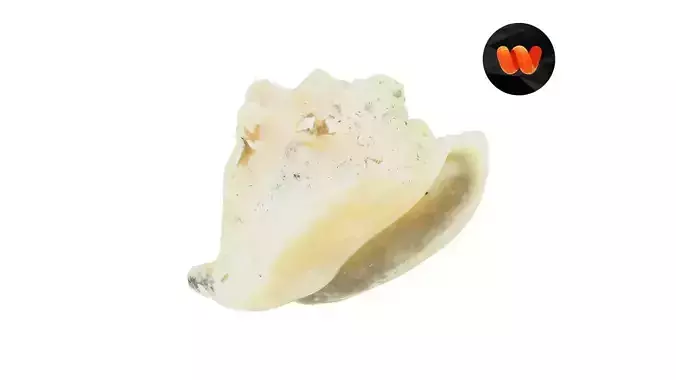 White Seashell Raw Scanned 3D model