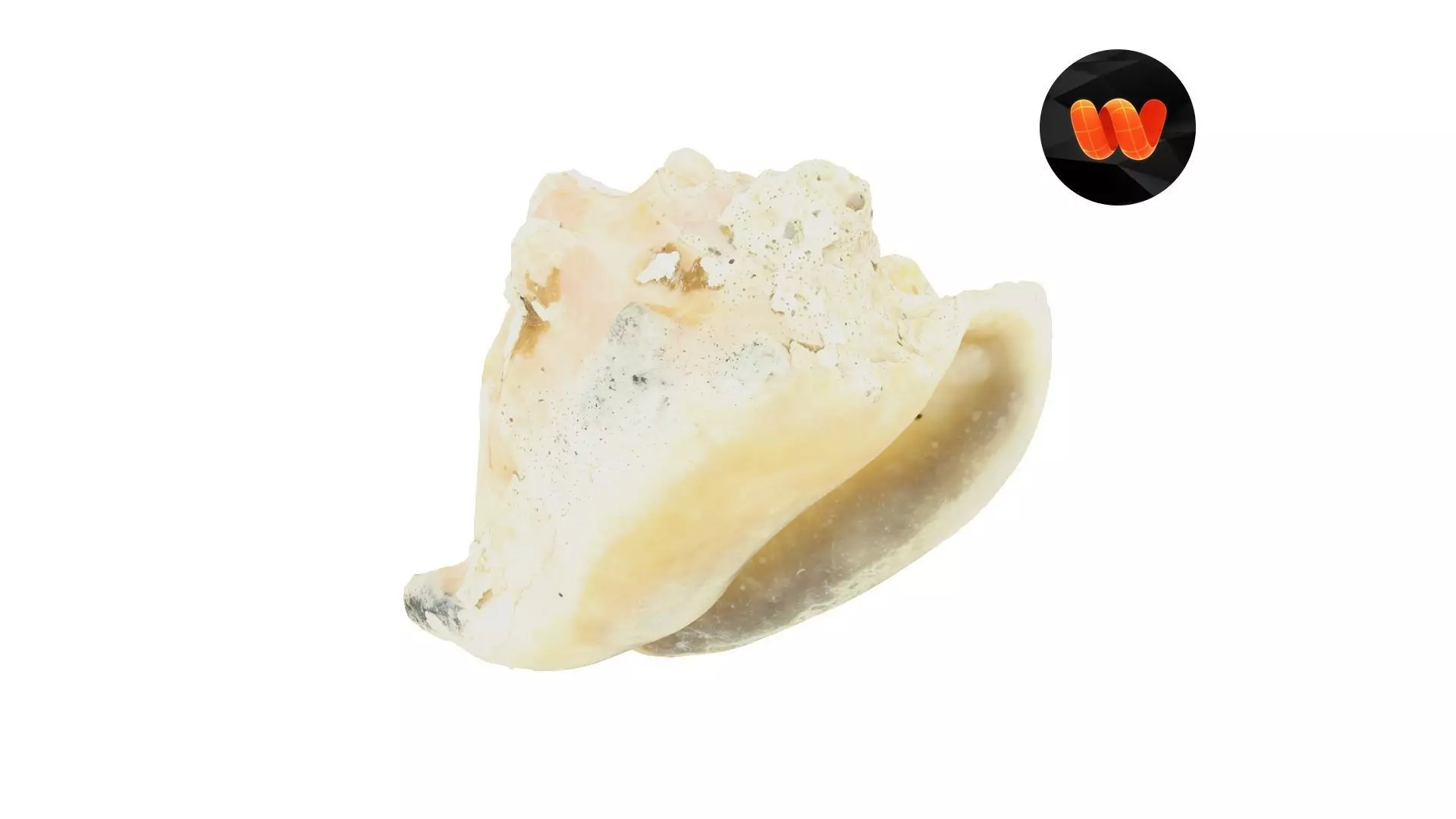White Seashell Raw Scanned 3D model_0