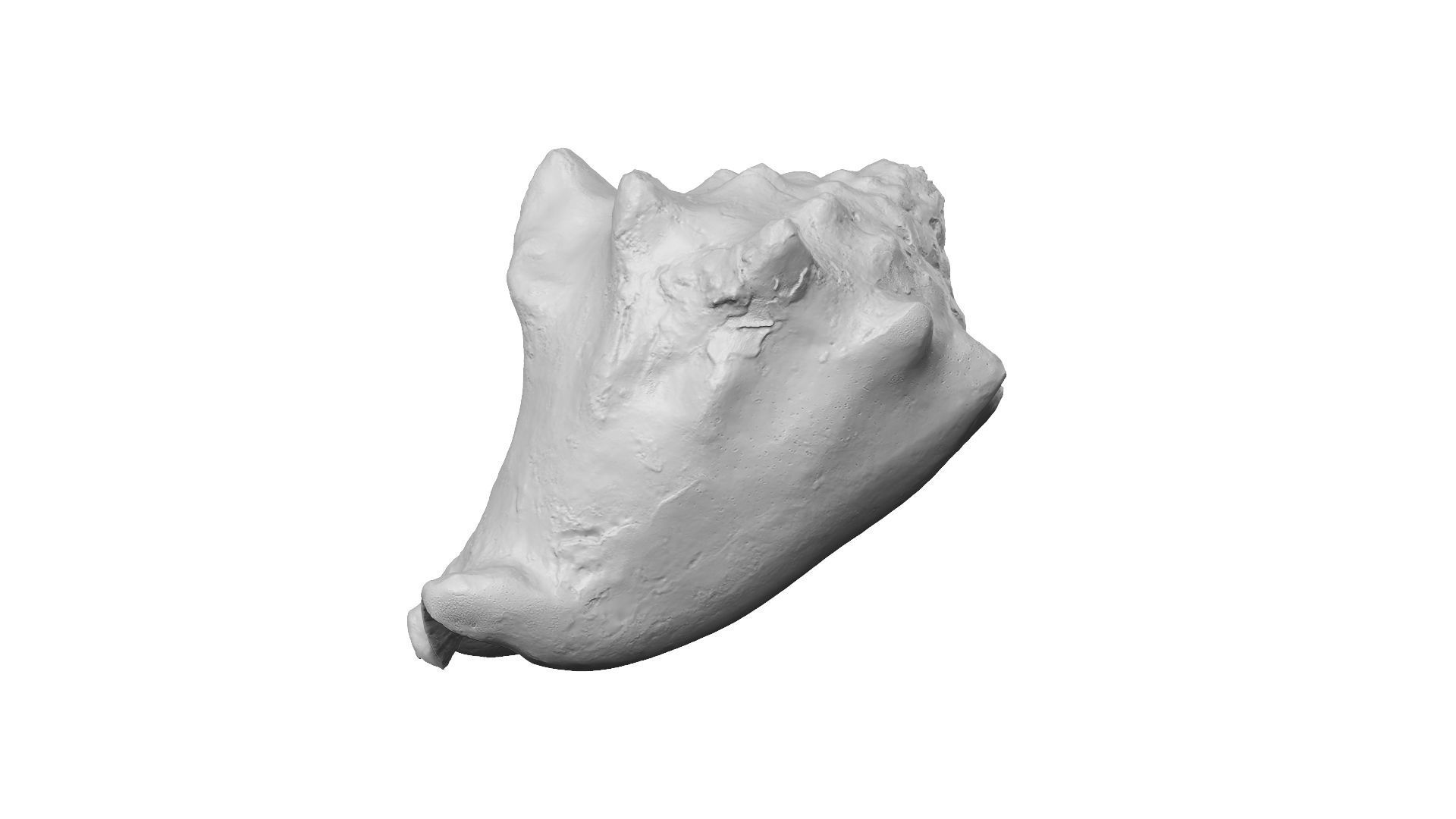 White Seashell Raw Scanned 3D model_9