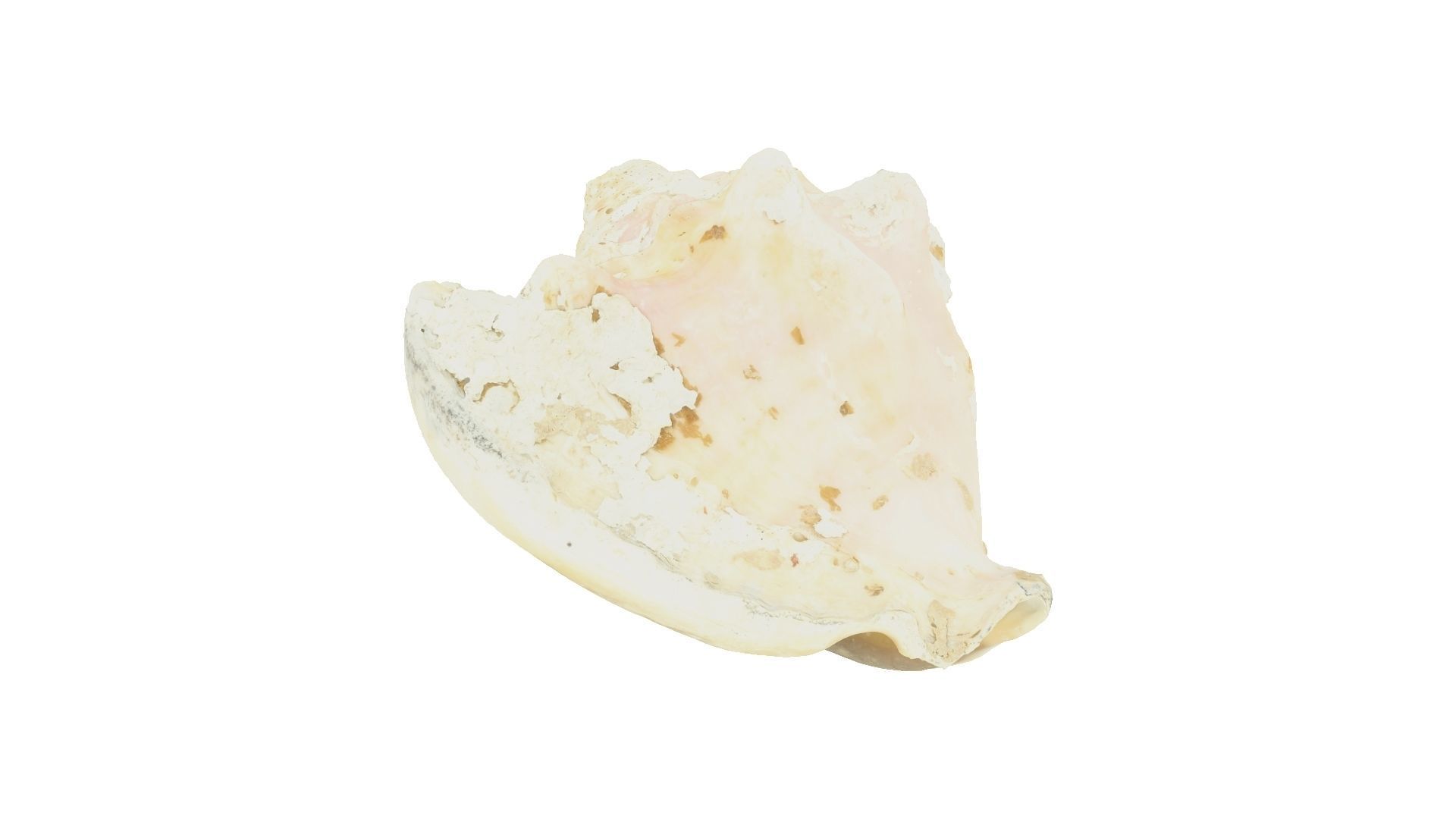 White Seashell Raw Scanned 3D model_4