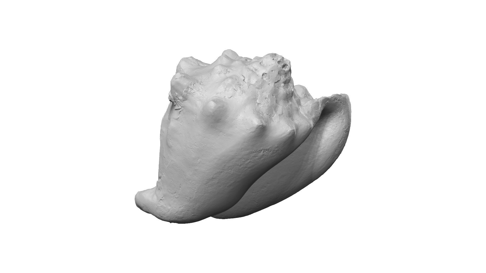 White Seashell Raw Scanned 3D model_1