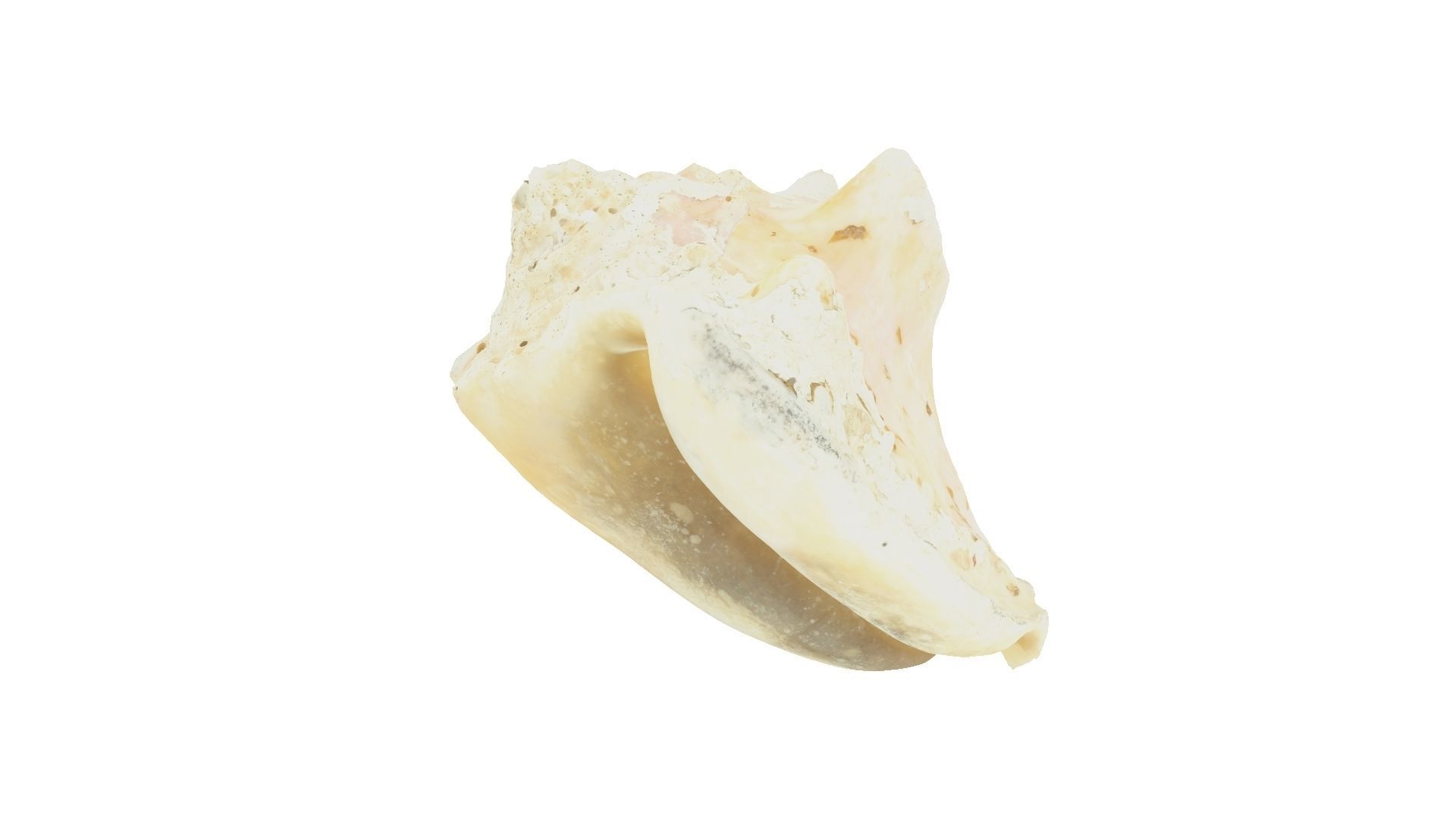 White Seashell Raw Scanned 3D model_5
