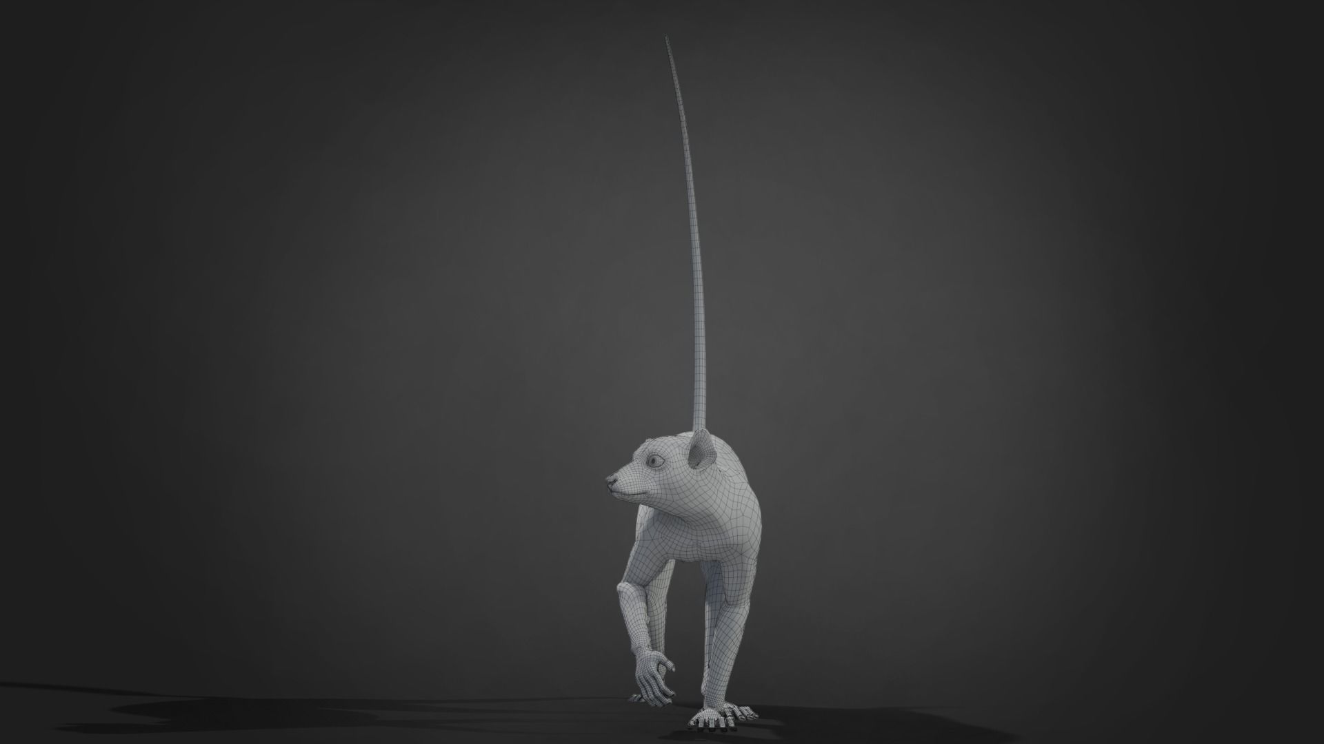 Ring Tailed Lemur Animated  VFX Grace 3D model_14