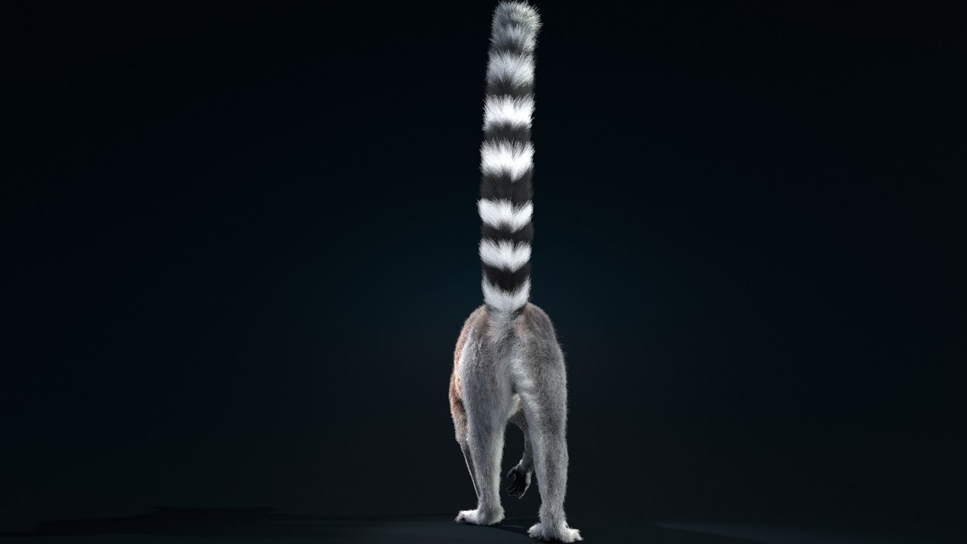 Ring Tailed Lemur Animated  VFX Grace 3D model_6