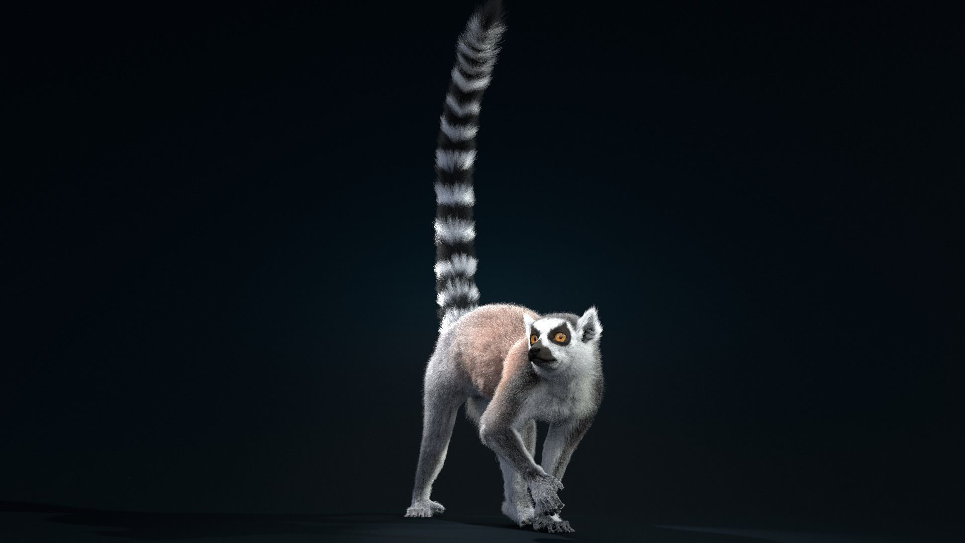 Ring Tailed Lemur Animated  VFX Grace 3D model_10