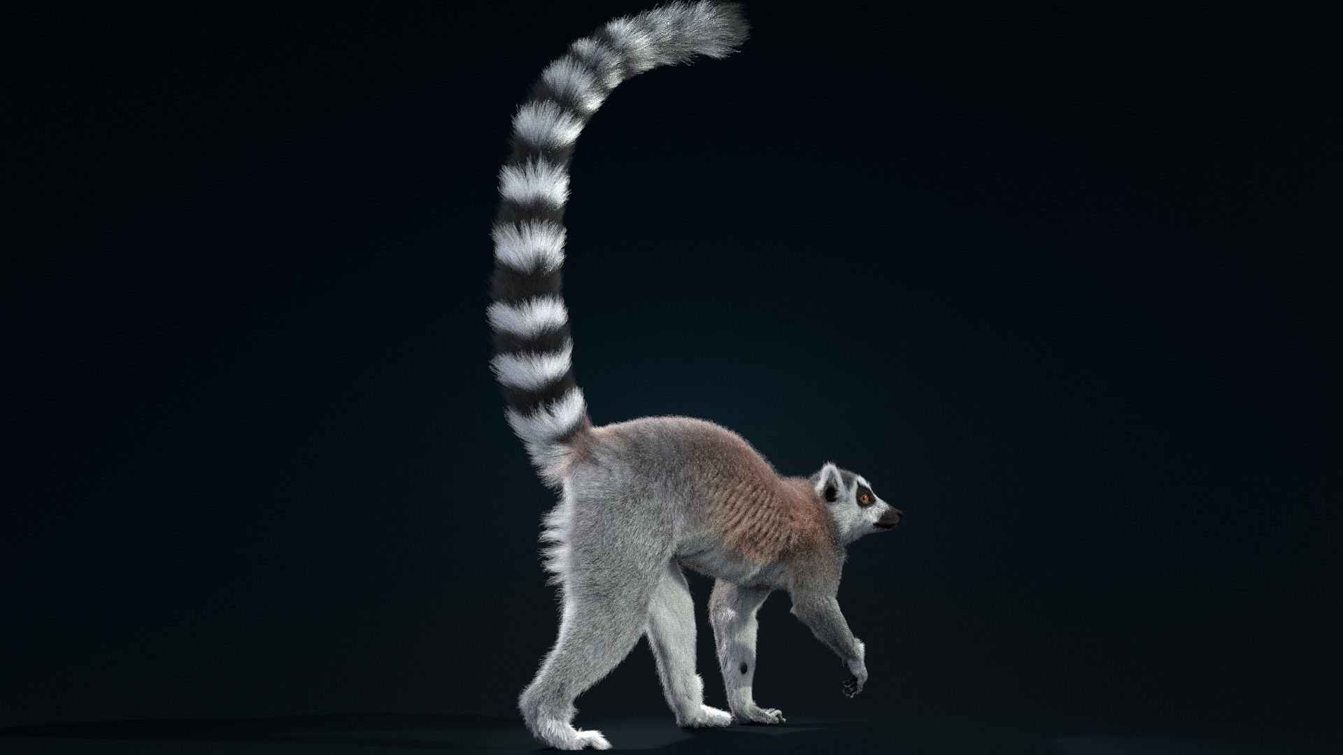 Ring Tailed Lemur Animated  VFX Grace 3D model_5