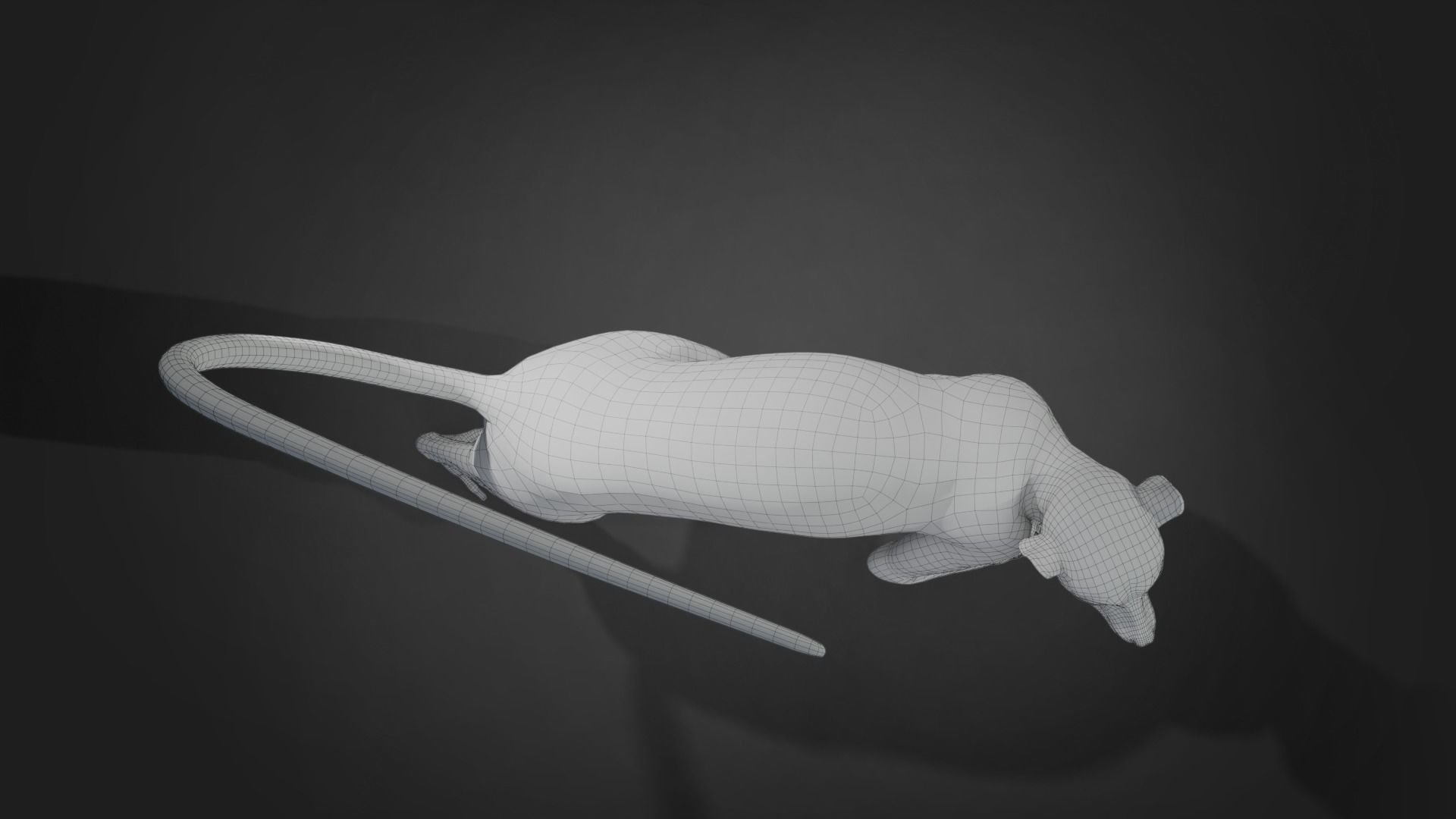 Ring Tailed Lemur Animated  VFX Grace 3D model_20