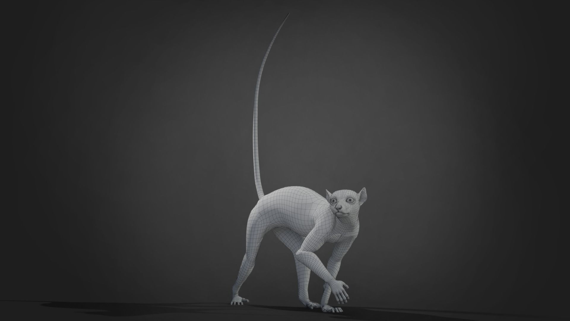 Ring Tailed Lemur Animated  VFX Grace 3D model_15