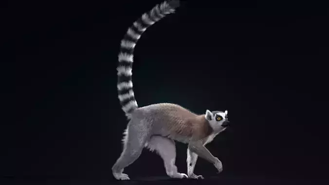Ring Tailed Lemur Animated  VFX Grace 3D model