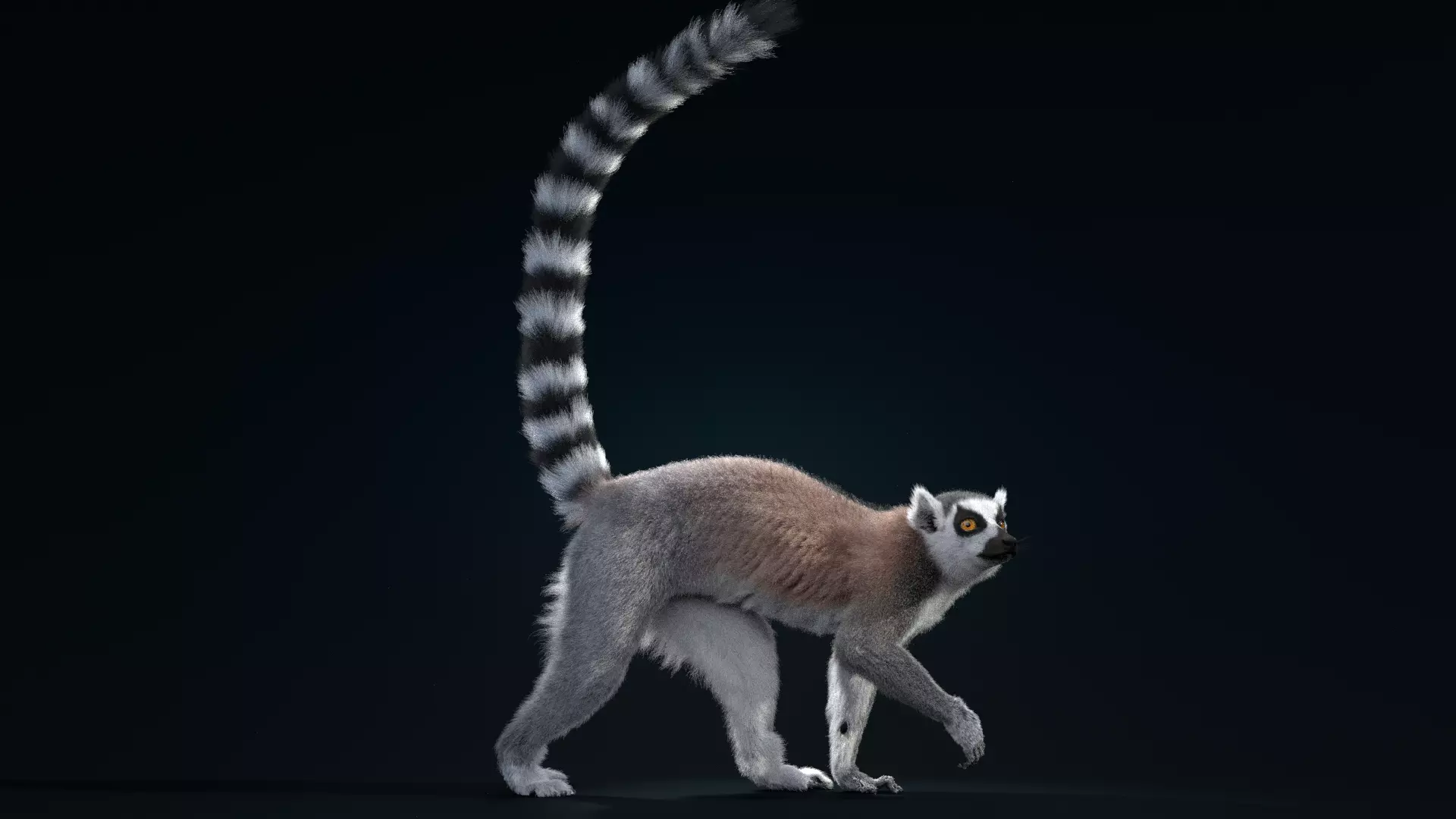 Ring Tailed Lemur Animated  VFX Grace 3D model_0